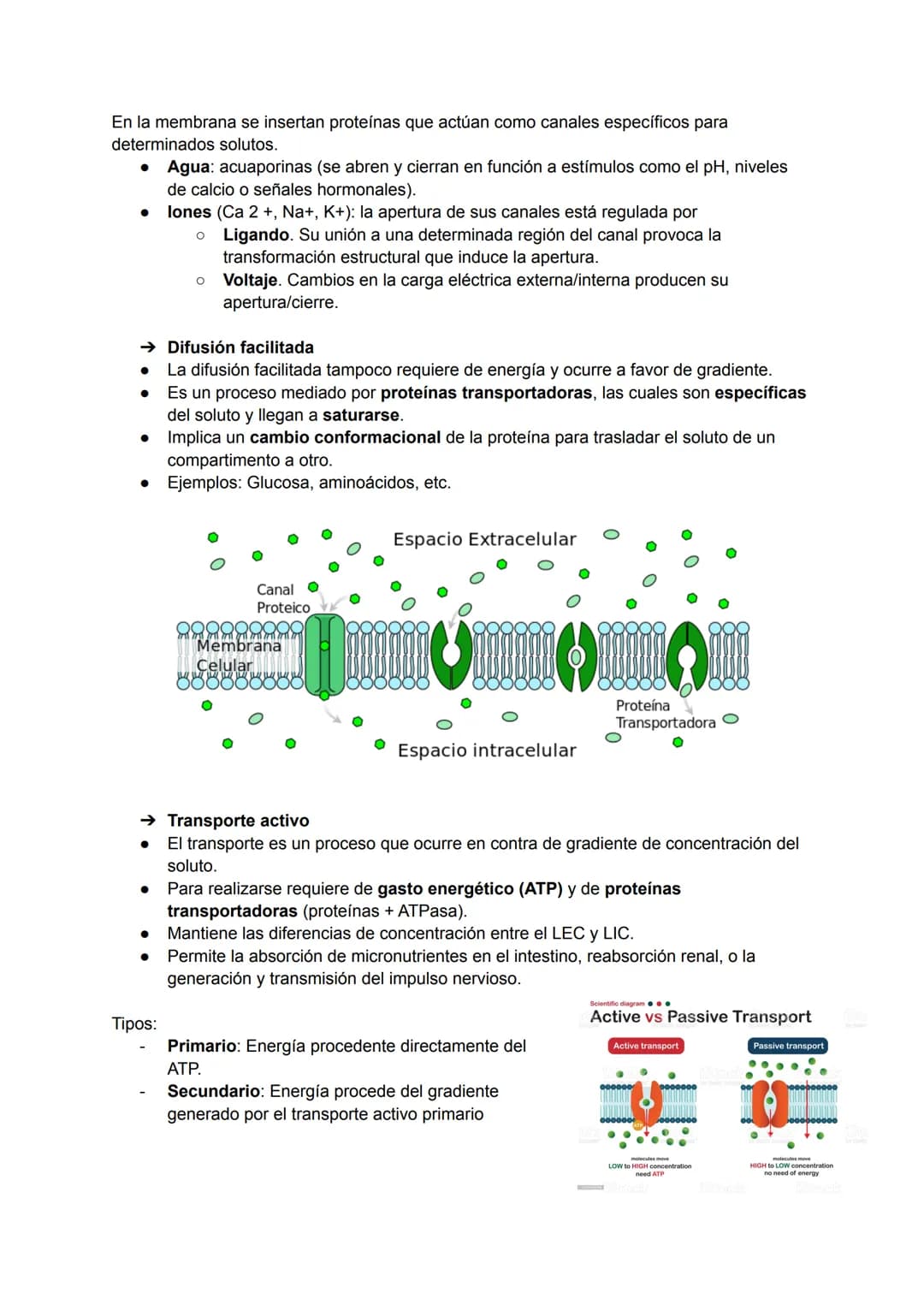 TEMA 2: LA MEMBRANA PLASMÁTICA
La membrana plasmática es la barrera física que separa el líquido intracelular (LIC) del
extracelular (LEC). 
