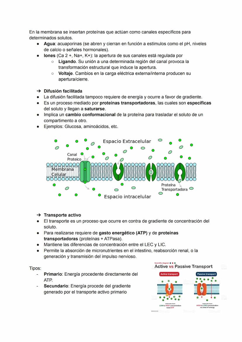 TEMA 2: LA MEMBRANA PLASMÁTICA
La membrana plasmática es la barrera física que separa el líquido intracelular (LIC) del
extracelular (LEC). 