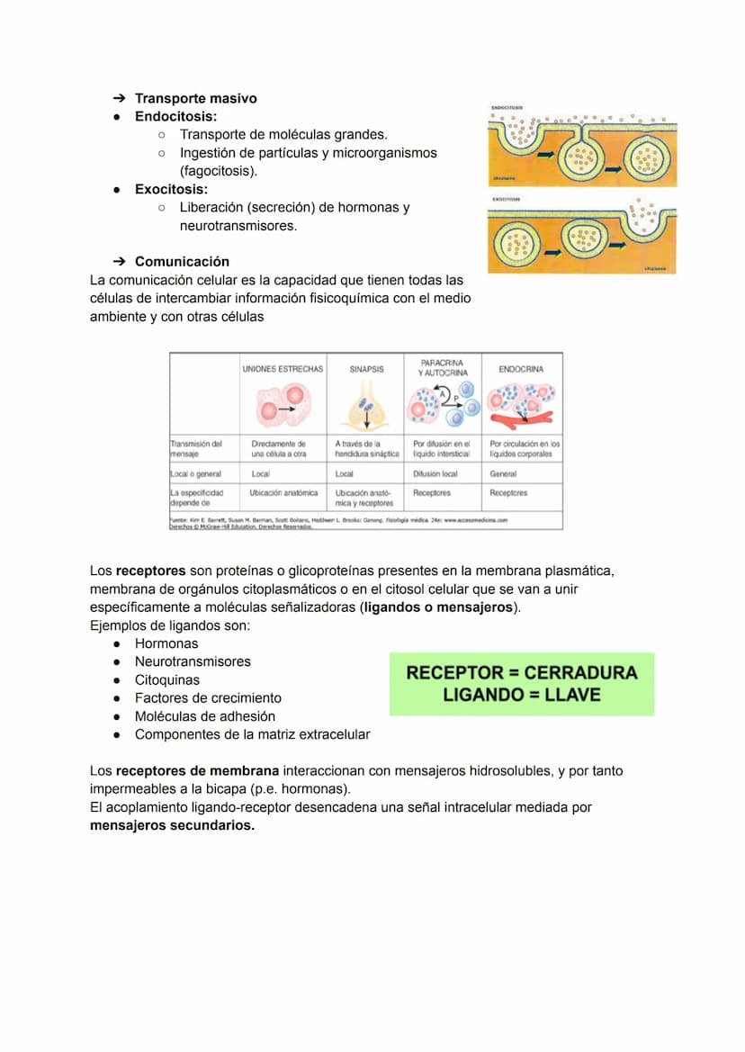 TEMA 2: LA MEMBRANA PLASMÁTICA
La membrana plasmática es la barrera física que separa el líquido intracelular (LIC) del
extracelular (LEC). 