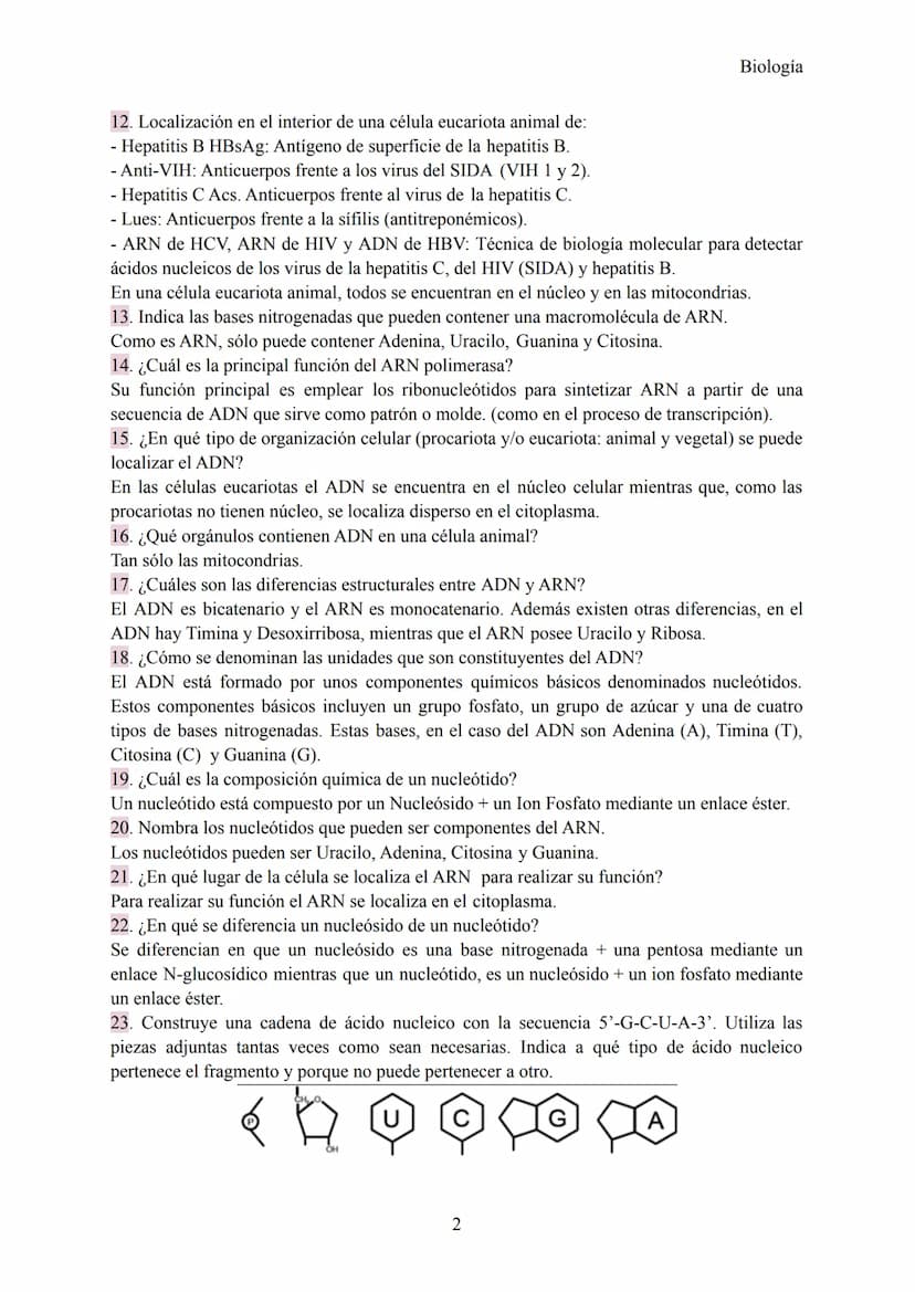 Preguntas Ebau - Ácidos Nucleicos
1. ¿Las letras C y G qué simbolizan? ¿Cuál es el nombre de cada una?
Simbolizan 2 nucleótidos, concretamen