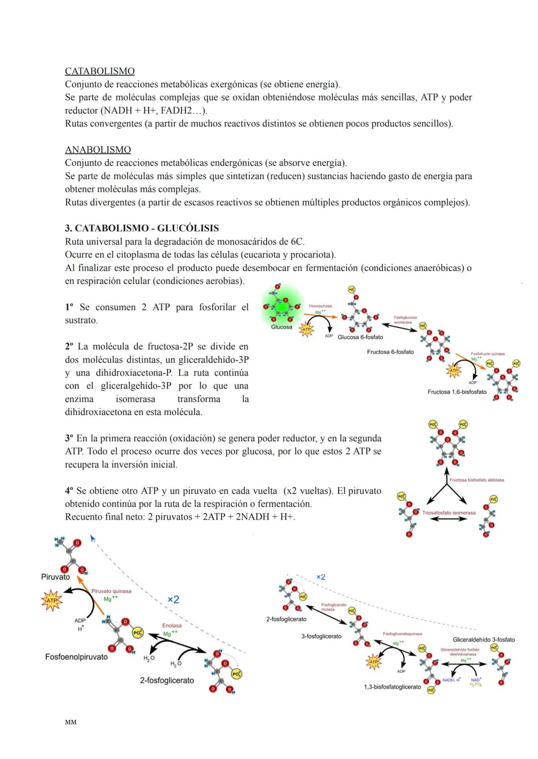 CATABOLISMO
Conjunto de reacciones metabólicas exergónicas (se obtiene energía).
Se parte de moléculas complejas que se oxidan obteniéndose 