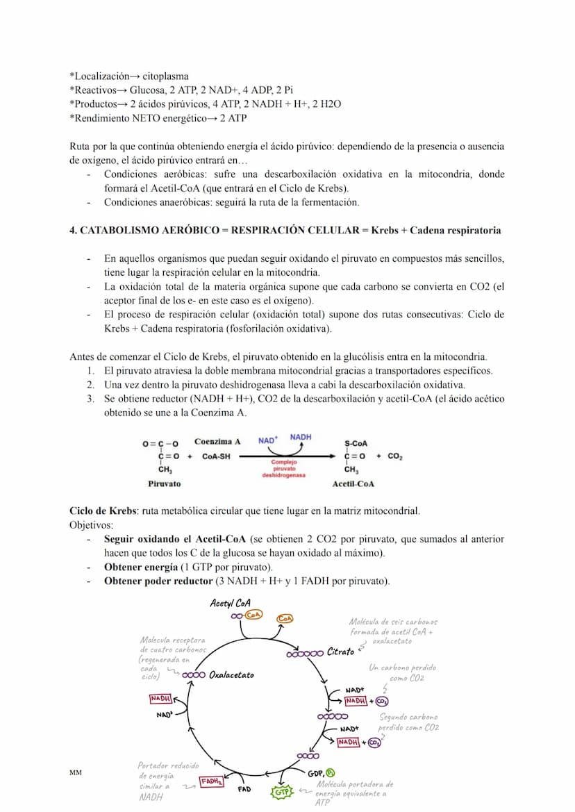 CATABOLISMO
Conjunto de reacciones metabólicas exergónicas (se obtiene energía).
Se parte de moléculas complejas que se oxidan obteniéndose 