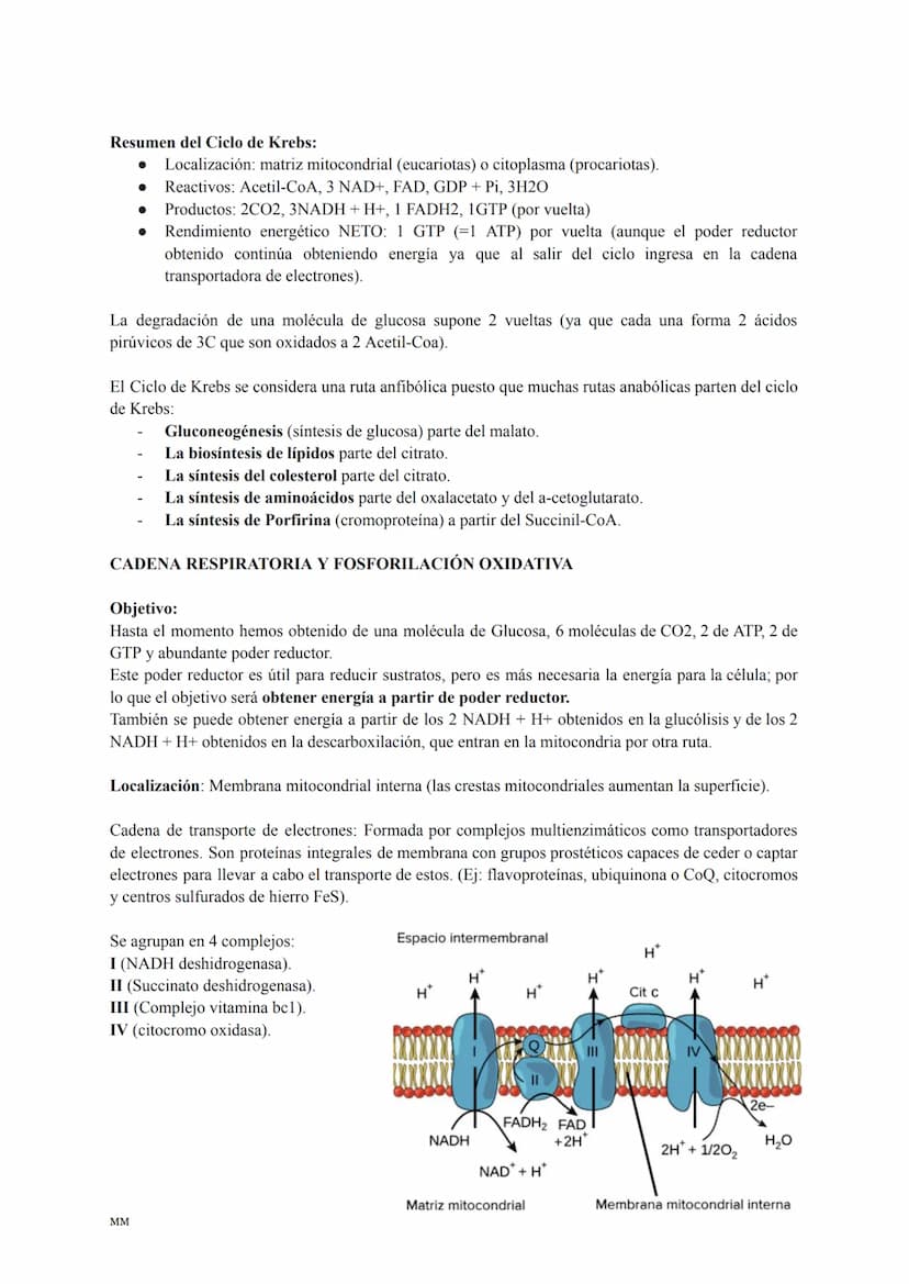 CATABOLISMO
Conjunto de reacciones metabólicas exergónicas (se obtiene energía).
Se parte de moléculas complejas que se oxidan obteniéndose 