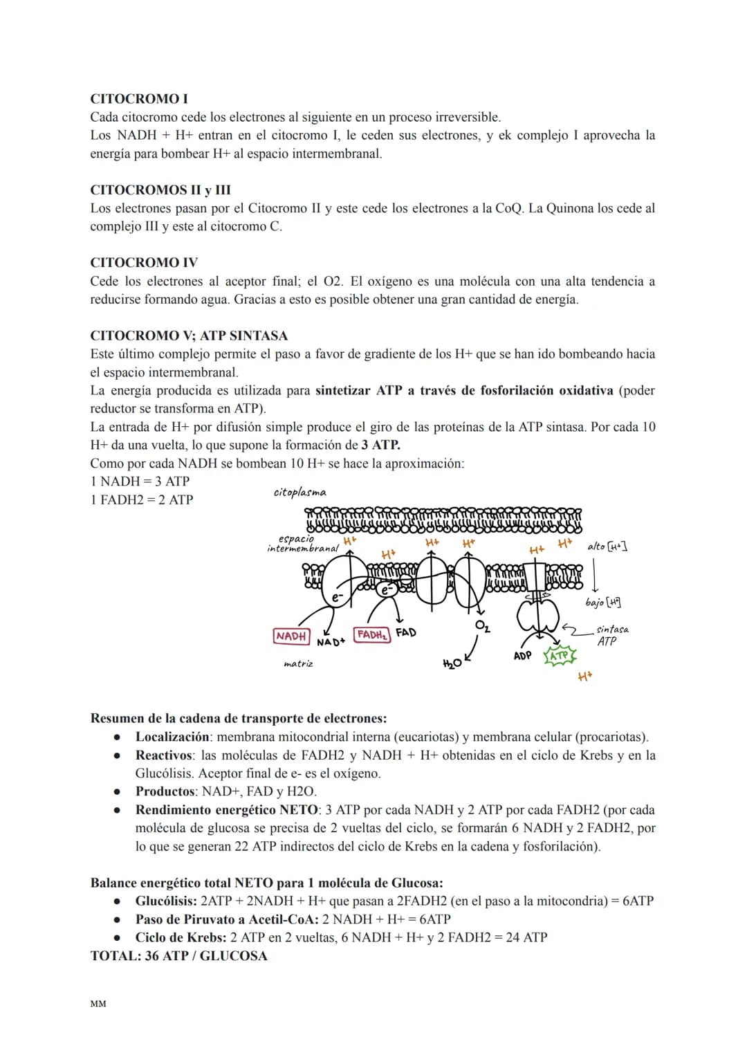 CATABOLISMO
Conjunto de reacciones metabólicas exergónicas (se obtiene energía).
Se parte de moléculas complejas que se oxidan obteniéndose 