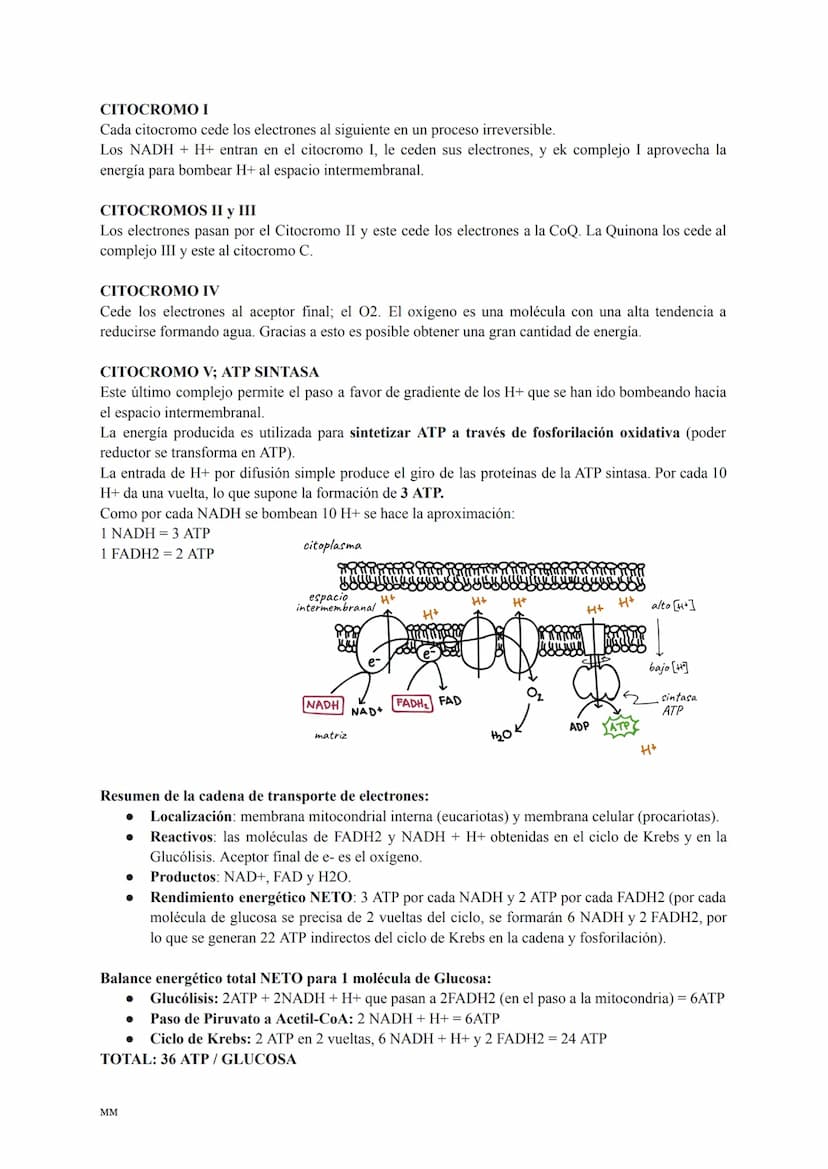 CATABOLISMO
Conjunto de reacciones metabólicas exergónicas (se obtiene energía).
Se parte de moléculas complejas que se oxidan obteniéndose 