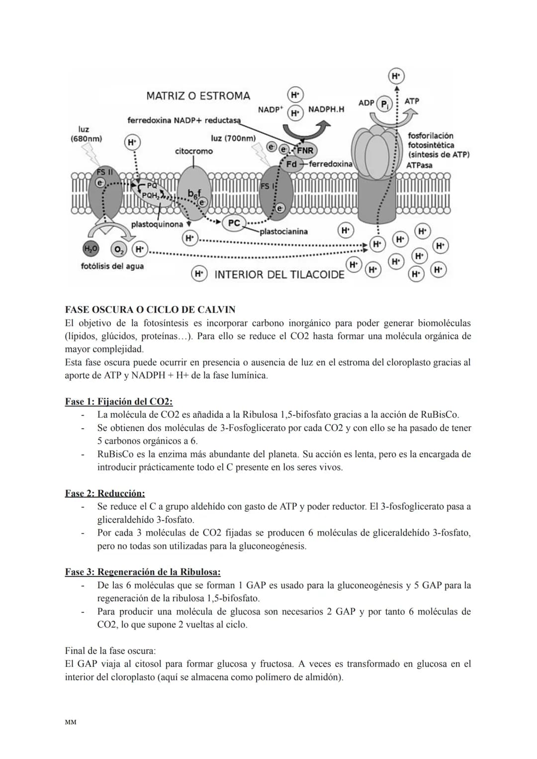 CATABOLISMO
Conjunto de reacciones metabólicas exergónicas (se obtiene energía).
Se parte de moléculas complejas que se oxidan obteniéndose 