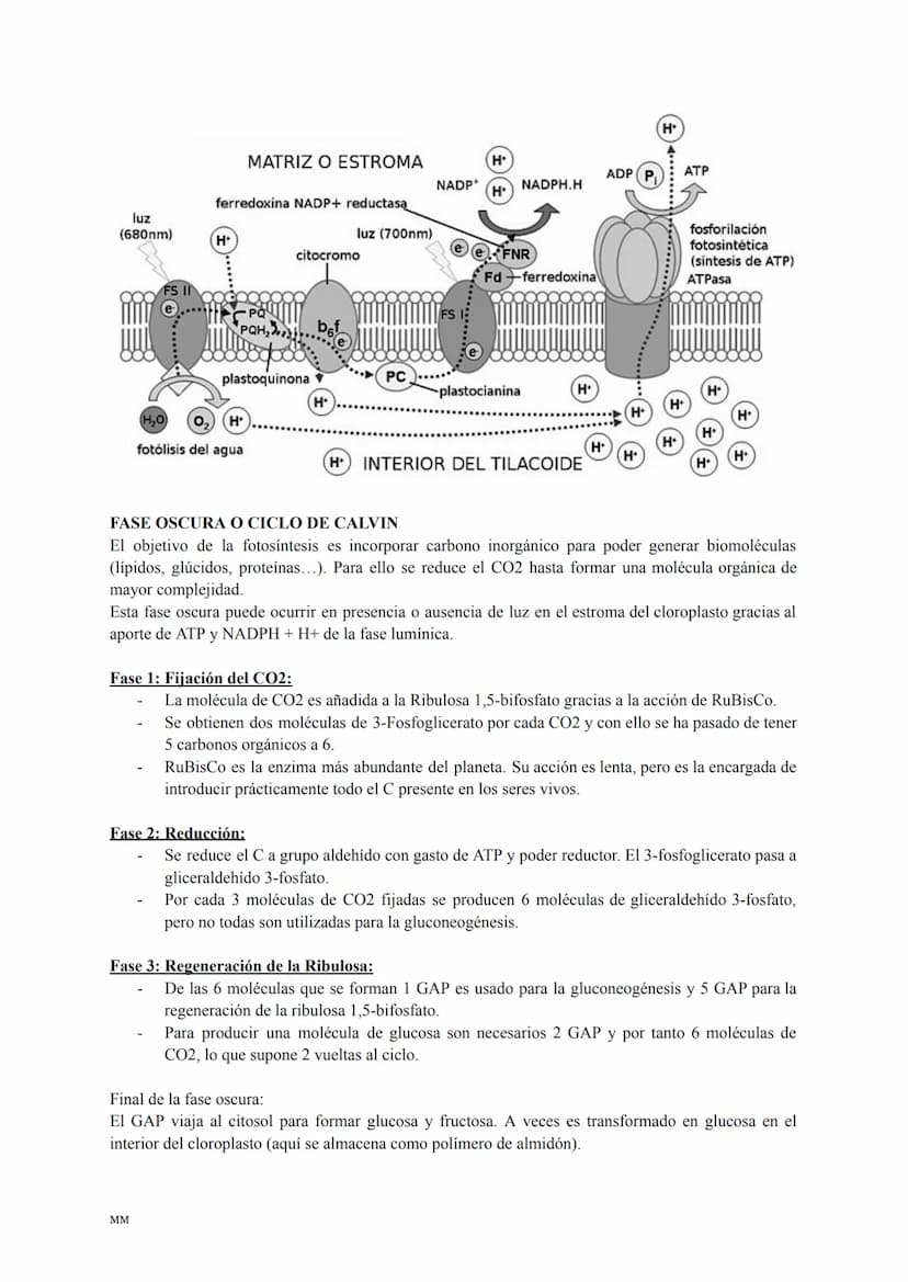 CATABOLISMO
Conjunto de reacciones metabólicas exergónicas (se obtiene energía).
Se parte de moléculas complejas que se oxidan obteniéndose 