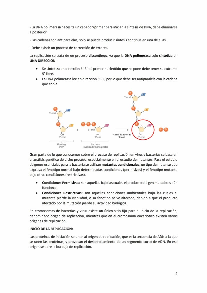Tema 2 REPLICACIÓN Y ORGANIZACIÓN DEL
MATERIAL GENÉTICO
Estructura del DNA: el DNA es una doble hélice, formada por cadenas orientadas en di