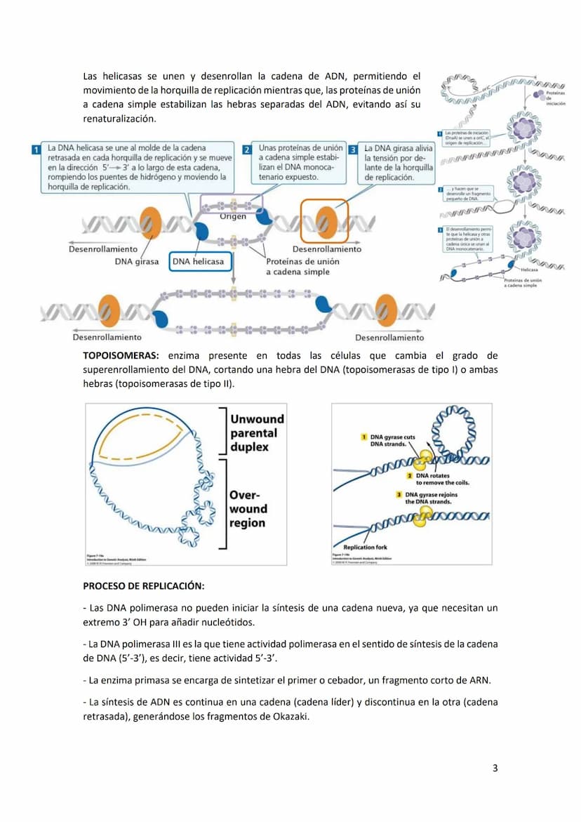 Tema 2 REPLICACIÓN Y ORGANIZACIÓN DEL
MATERIAL GENÉTICO
Estructura del DNA: el DNA es una doble hélice, formada por cadenas orientadas en di