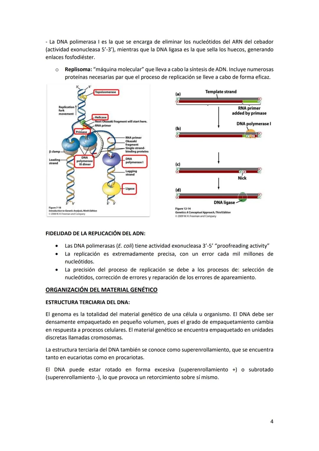 Tema 2 REPLICACIÓN Y ORGANIZACIÓN DEL
MATERIAL GENÉTICO
Estructura del DNA: el DNA es una doble hélice, formada por cadenas orientadas en di