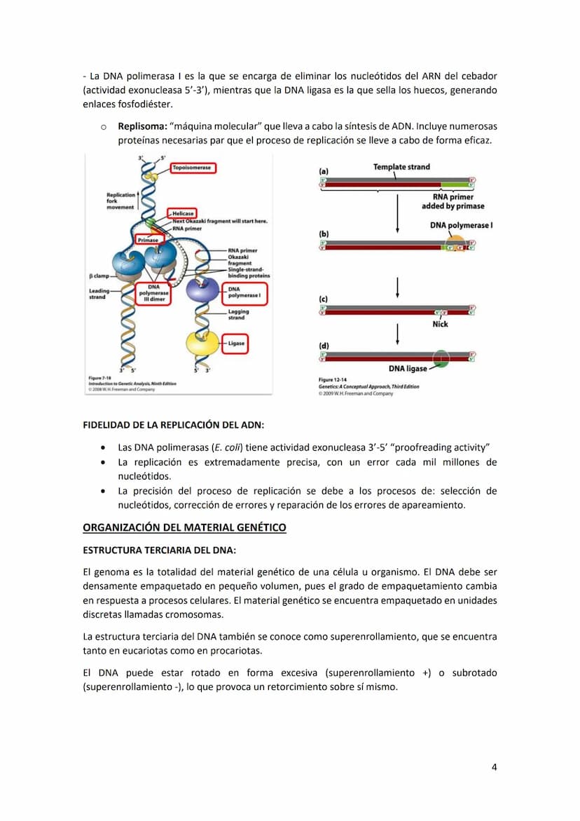 Tema 2 REPLICACIÓN Y ORGANIZACIÓN DEL
MATERIAL GENÉTICO
Estructura del DNA: el DNA es una doble hélice, formada por cadenas orientadas en di