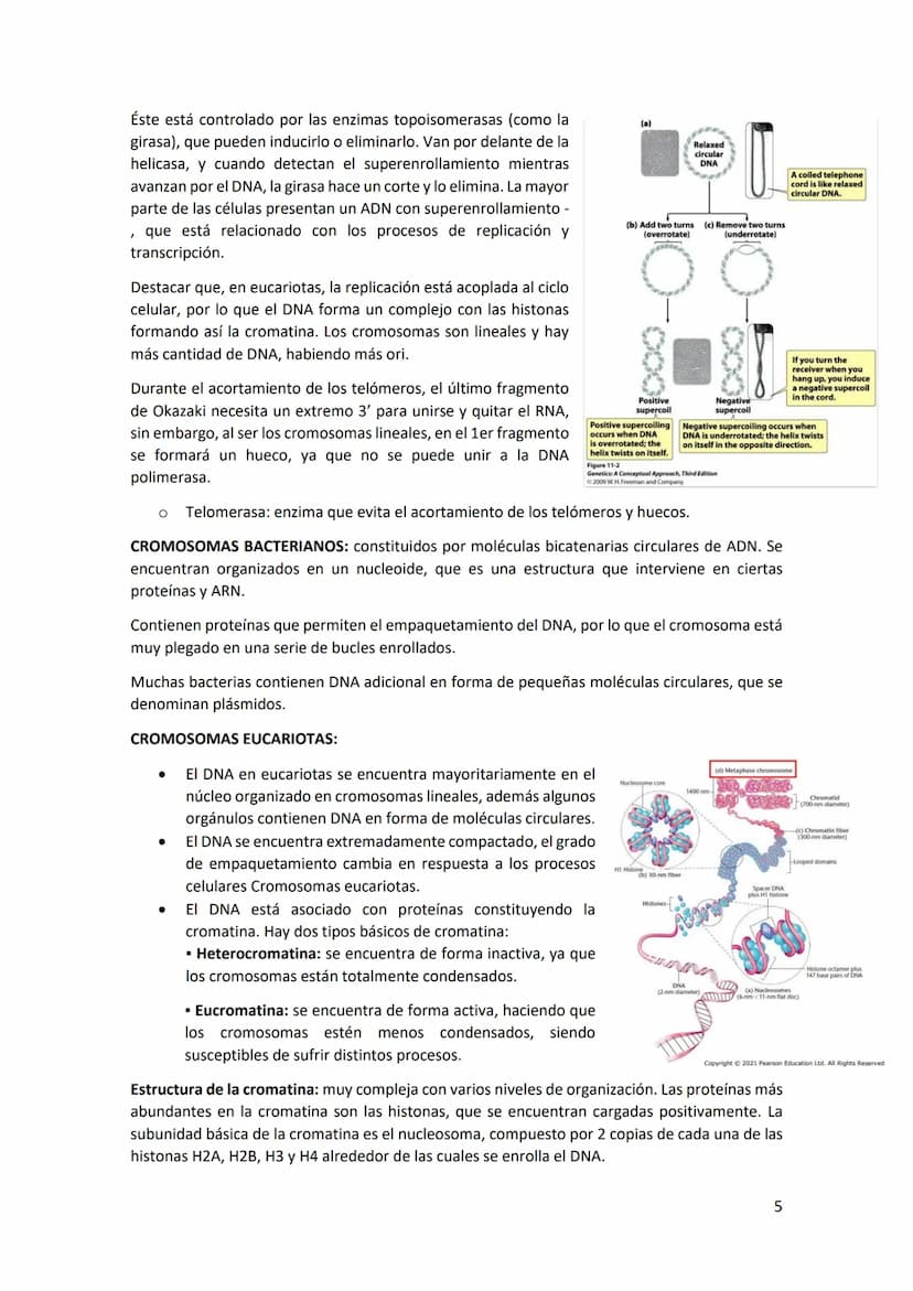 Tema 2 REPLICACIÓN Y ORGANIZACIÓN DEL
MATERIAL GENÉTICO
Estructura del DNA: el DNA es una doble hélice, formada por cadenas orientadas en di