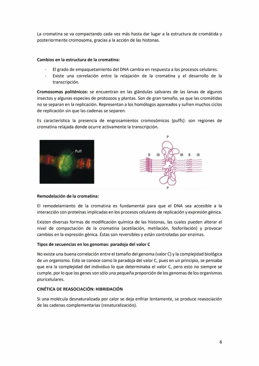 Tema 2 REPLICACIÓN Y ORGANIZACIÓN DEL
MATERIAL GENÉTICO
Estructura del DNA: el DNA es una doble hélice, formada por cadenas orientadas en di