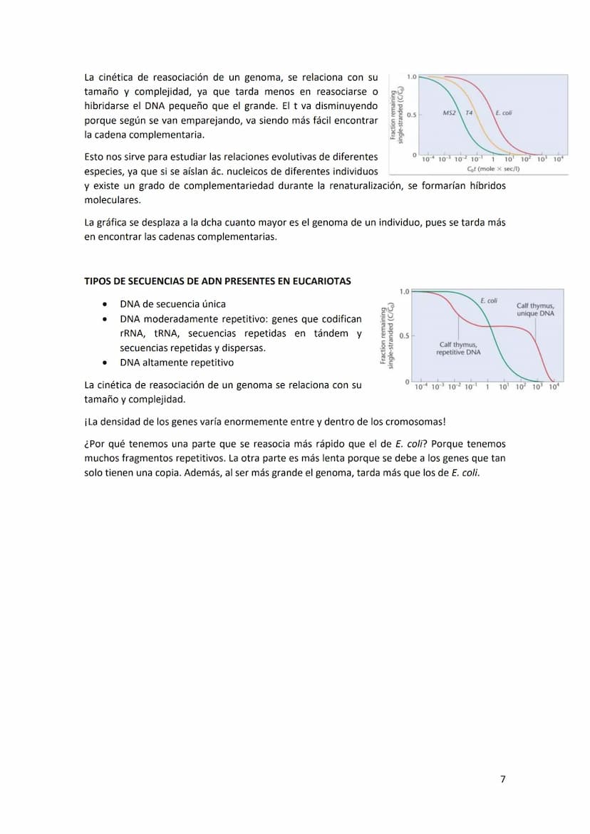 Tema 2 REPLICACIÓN Y ORGANIZACIÓN DEL
MATERIAL GENÉTICO
Estructura del DNA: el DNA es una doble hélice, formada por cadenas orientadas en di