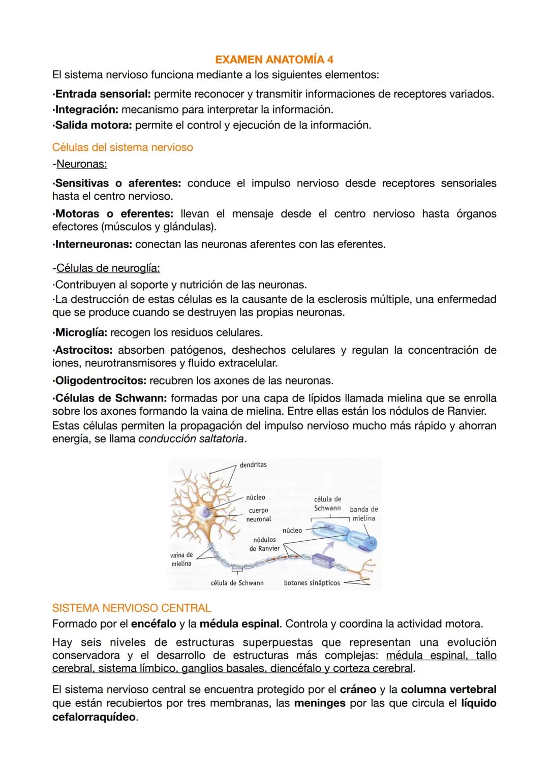 EXAMEN ANATOMÍA 4
El sistema nervioso funciona mediante a los siguientes elementos:
.Entrada sensorial: permite reconocer y transmitir infor