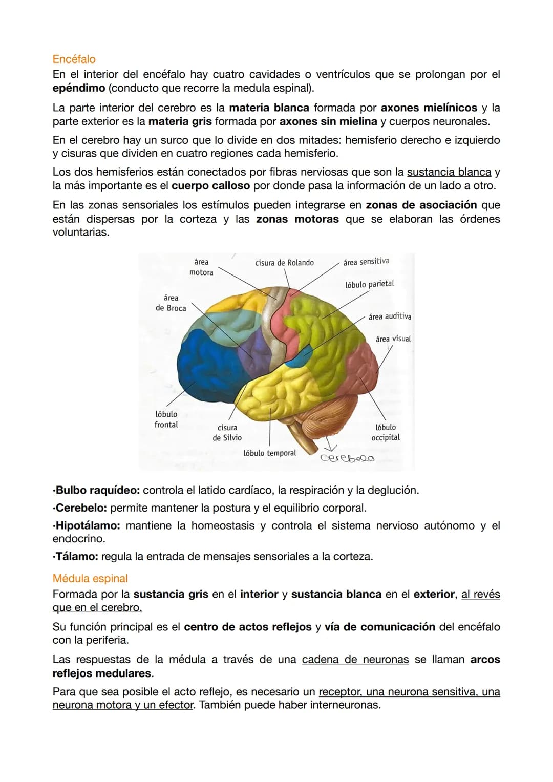 EXAMEN ANATOMÍA 4
El sistema nervioso funciona mediante a los siguientes elementos:
.Entrada sensorial: permite reconocer y transmitir infor