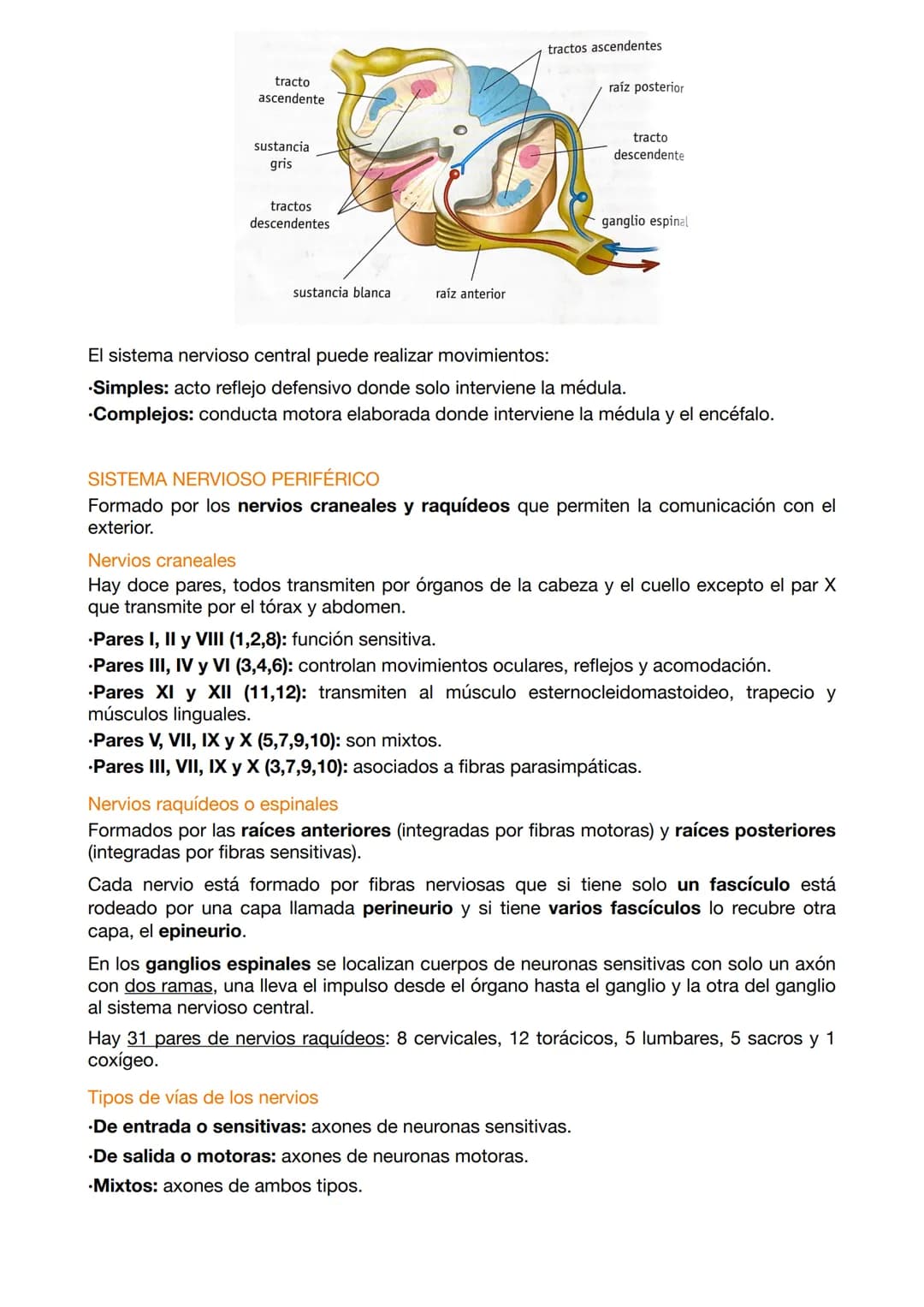 EXAMEN ANATOMÍA 4
El sistema nervioso funciona mediante a los siguientes elementos:
.Entrada sensorial: permite reconocer y transmitir infor