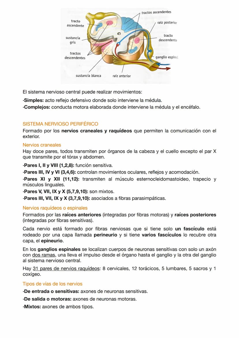 EXAMEN ANATOMÍA 4
El sistema nervioso funciona mediante a los siguientes elementos:
.Entrada sensorial: permite reconocer y transmitir infor