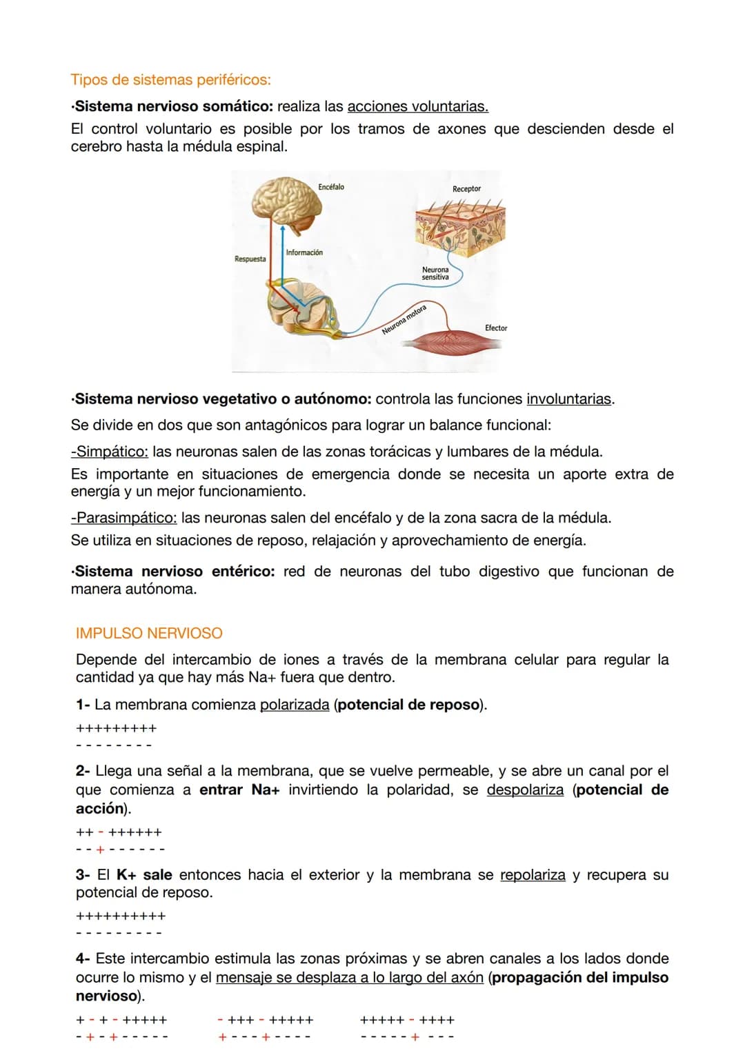 EXAMEN ANATOMÍA 4
El sistema nervioso funciona mediante a los siguientes elementos:
.Entrada sensorial: permite reconocer y transmitir infor