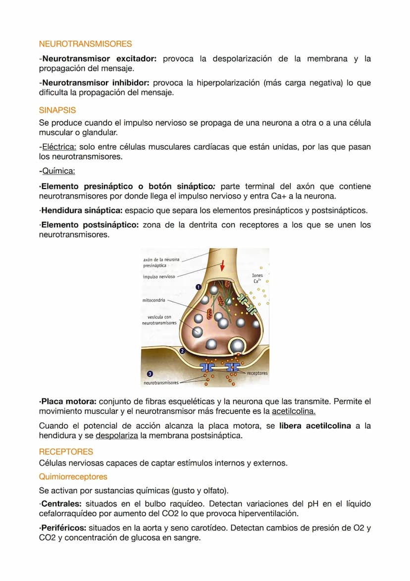 EXAMEN ANATOMÍA 4
El sistema nervioso funciona mediante a los siguientes elementos:
.Entrada sensorial: permite reconocer y transmitir infor