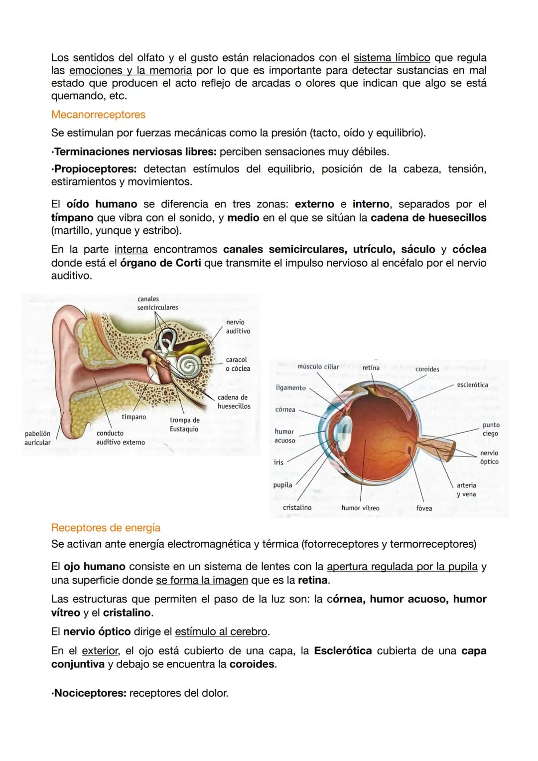 EXAMEN ANATOMÍA 4
El sistema nervioso funciona mediante a los siguientes elementos:
.Entrada sensorial: permite reconocer y transmitir infor