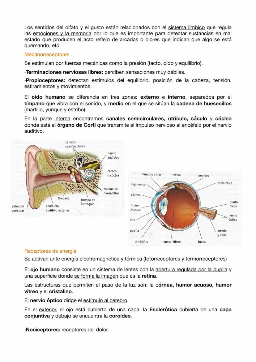 EXAMEN ANATOMÍA 4
El sistema nervioso funciona mediante a los siguientes elementos:
.Entrada sensorial: permite reconocer y transmitir infor