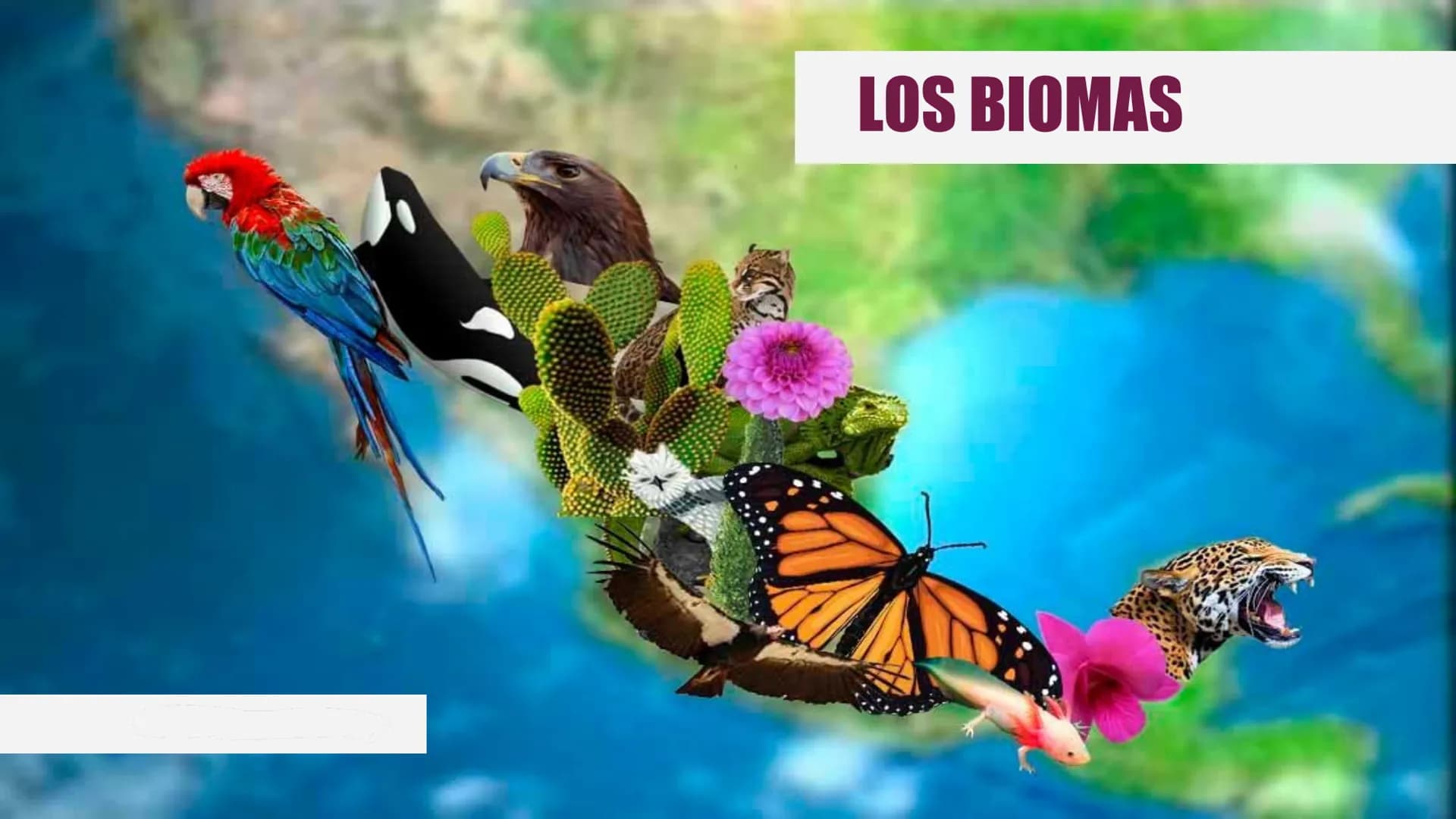 LOS BIOMAS 1. Definición de bioma
2. Clasificación de los biomas:
Tundra
Taiga
Bosque caducifolio
Bosque mediterráneo
Estepa
Desierto
Sabana