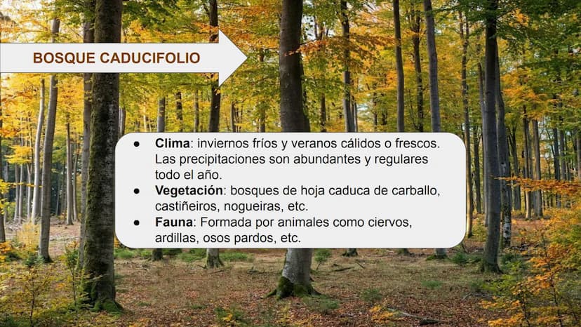 LOS BIOMAS 1. Definición de bioma
2. Clasificación de los biomas:
Tundra
Taiga
Bosque caducifolio
Bosque mediterráneo
Estepa
Desierto
Sabana
