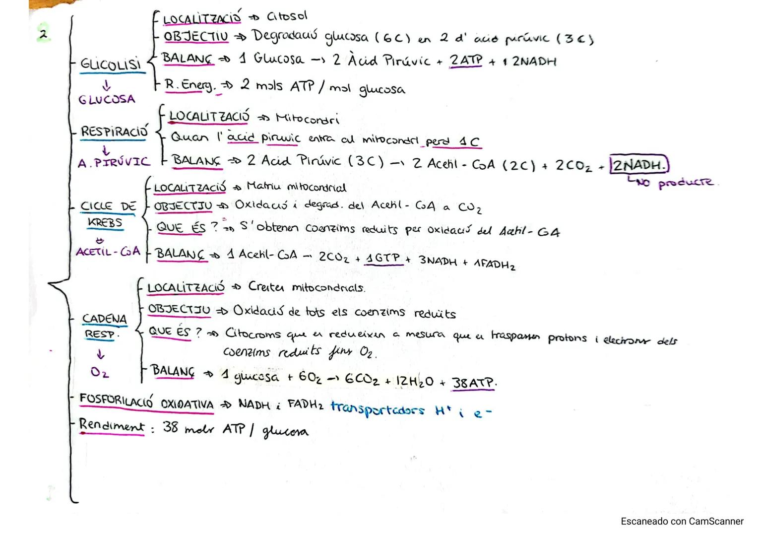 # 1
CATABOLISME Degradació de molecula complexes obtenint molecular rumpler en forma d' ATP.

És igual en cellules animals i vegetals.

• Re