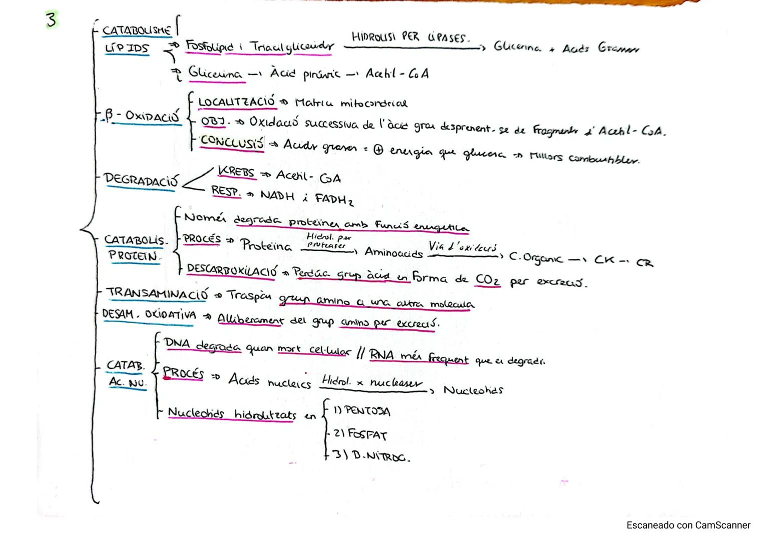 # 1
CATABOLISME Degradació de molecula complexes obtenint molecular rumpler en forma d' ATP.

És igual en cellules animals i vegetals.

• Re