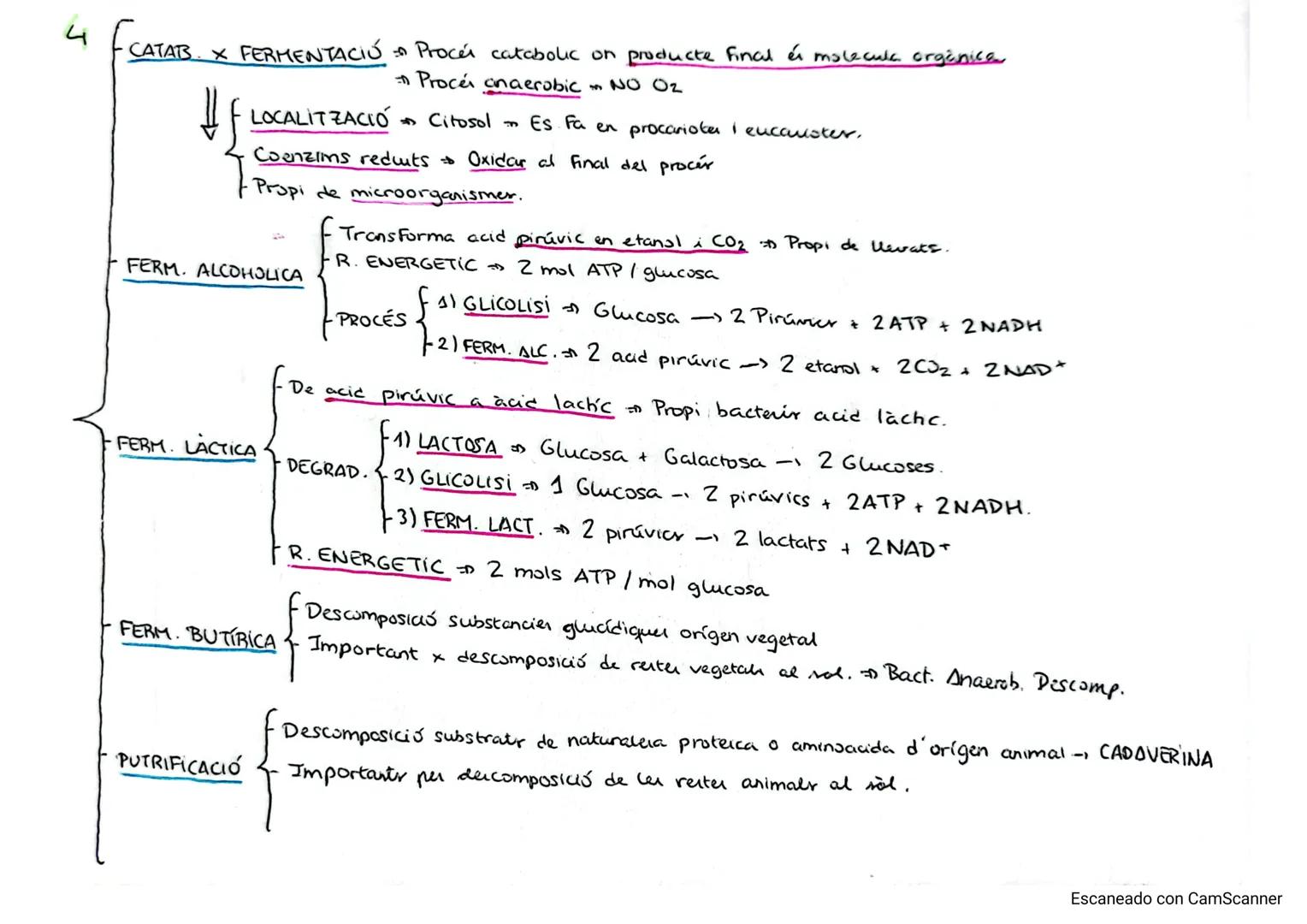 # 1
CATABOLISME Degradació de molecula complexes obtenint molecular rumpler en forma d' ATP.

És igual en cellules animals i vegetals.

• Re