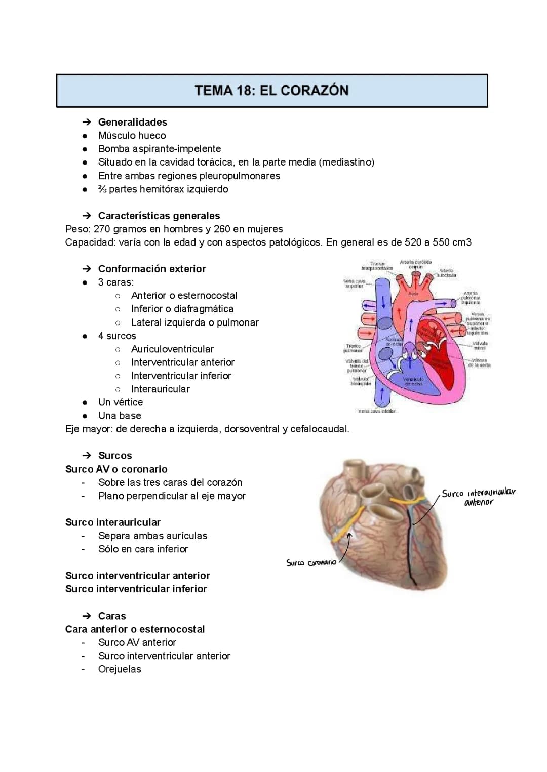 APUNTES CORAZÓN BIOLOGÍA