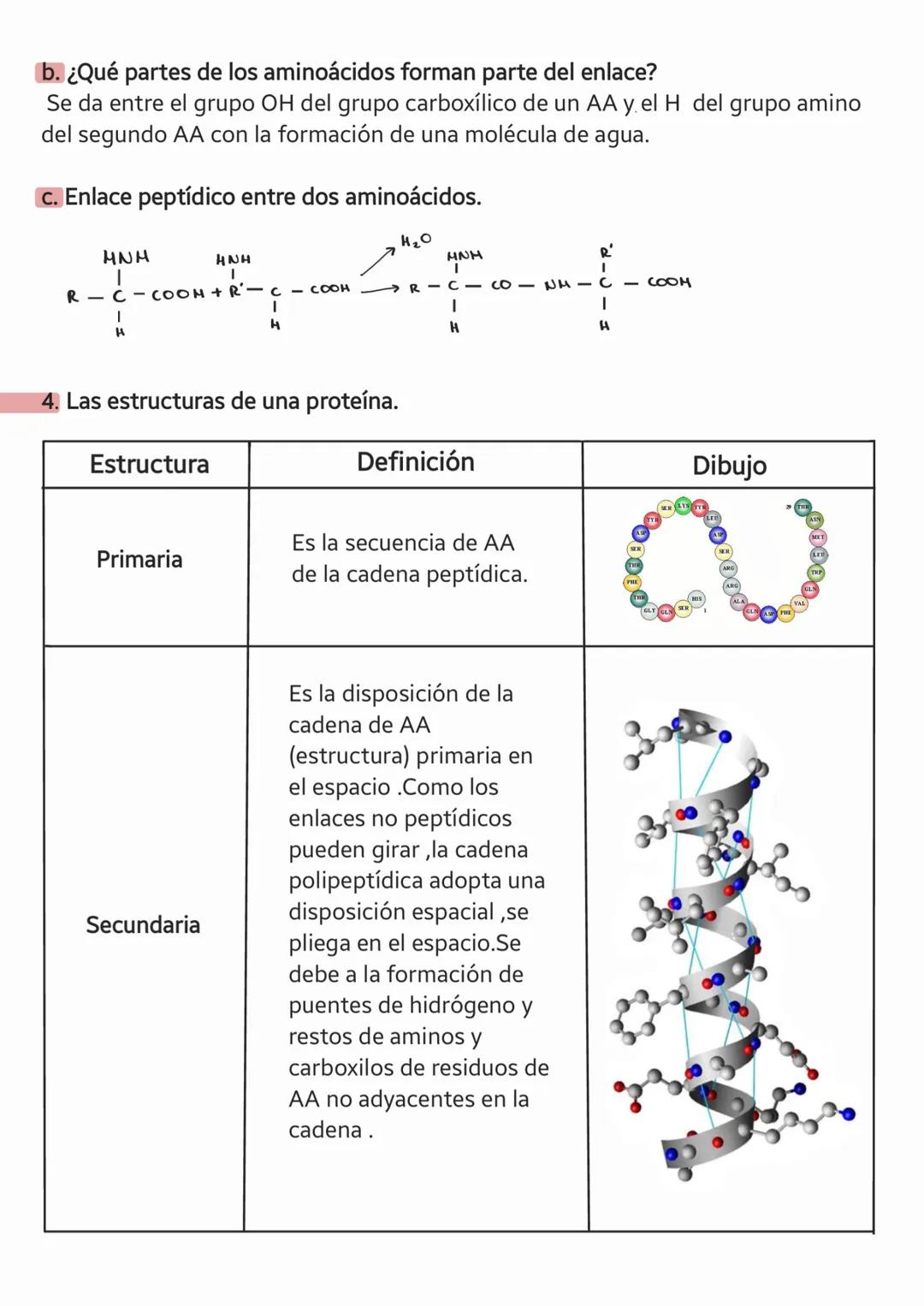 LAS
PROTEÍNAS LAS PROTEÍNAS
a. ¿Qué son las proteínas?
Son biomoléculas orgánicas compuestas basicamente por C, H, OYN
constituidas por unió