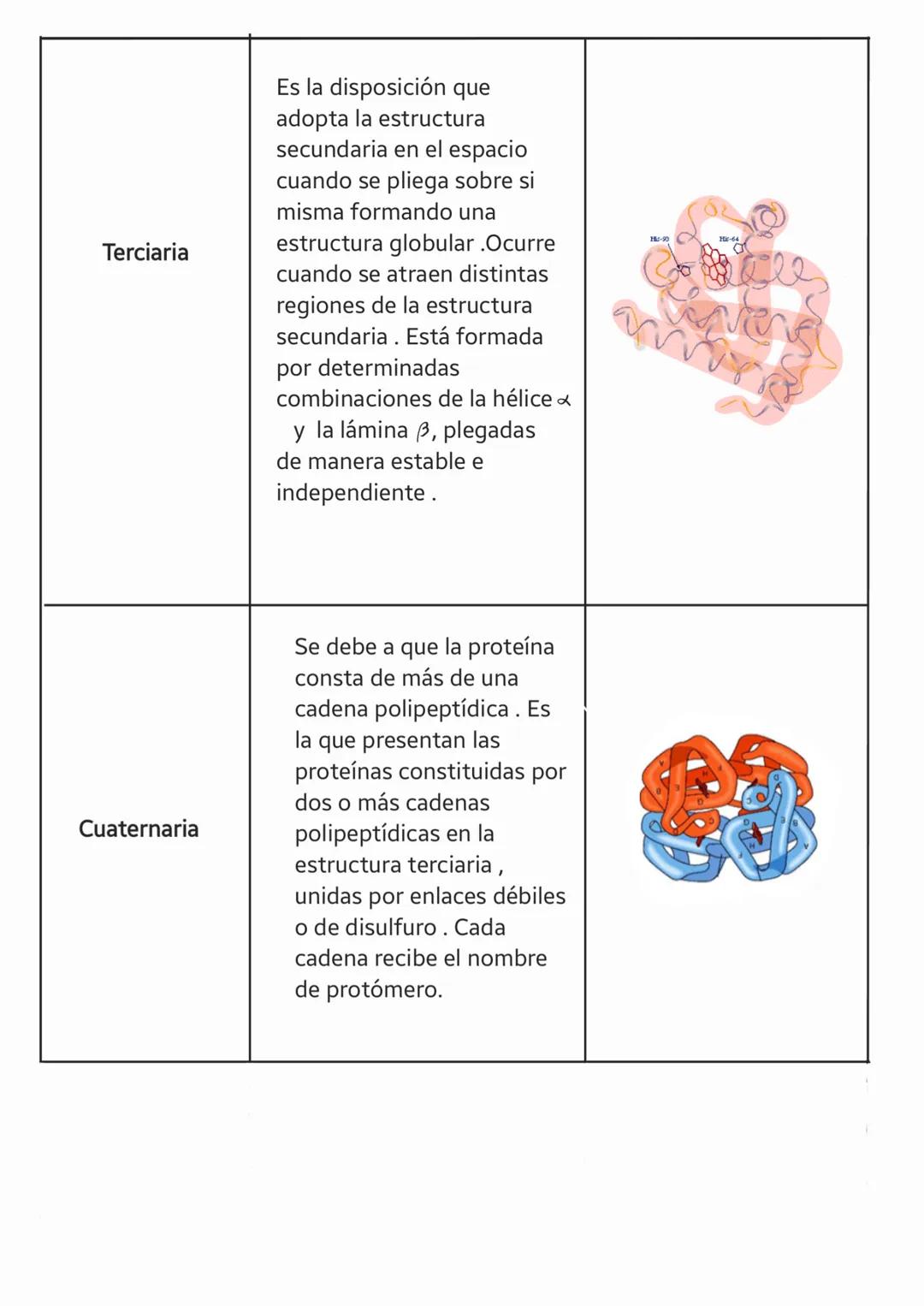 LAS
PROTEÍNAS LAS PROTEÍNAS
a. ¿Qué son las proteínas?
Son biomoléculas orgánicas compuestas basicamente por C, H, OYN
constituidas por unió