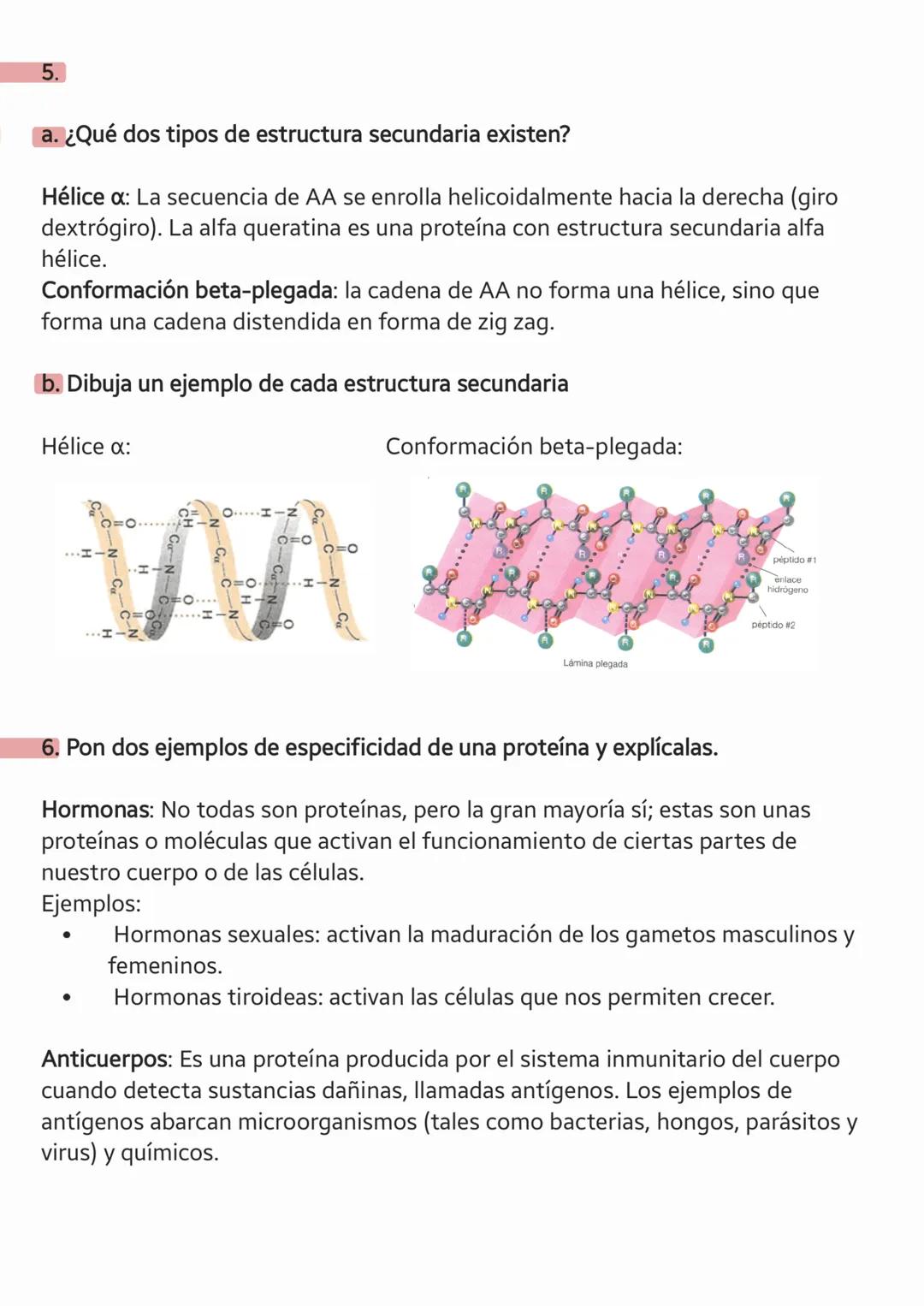 LAS
PROTEÍNAS LAS PROTEÍNAS
a. ¿Qué son las proteínas?
Son biomoléculas orgánicas compuestas basicamente por C, H, OYN
constituidas por unió