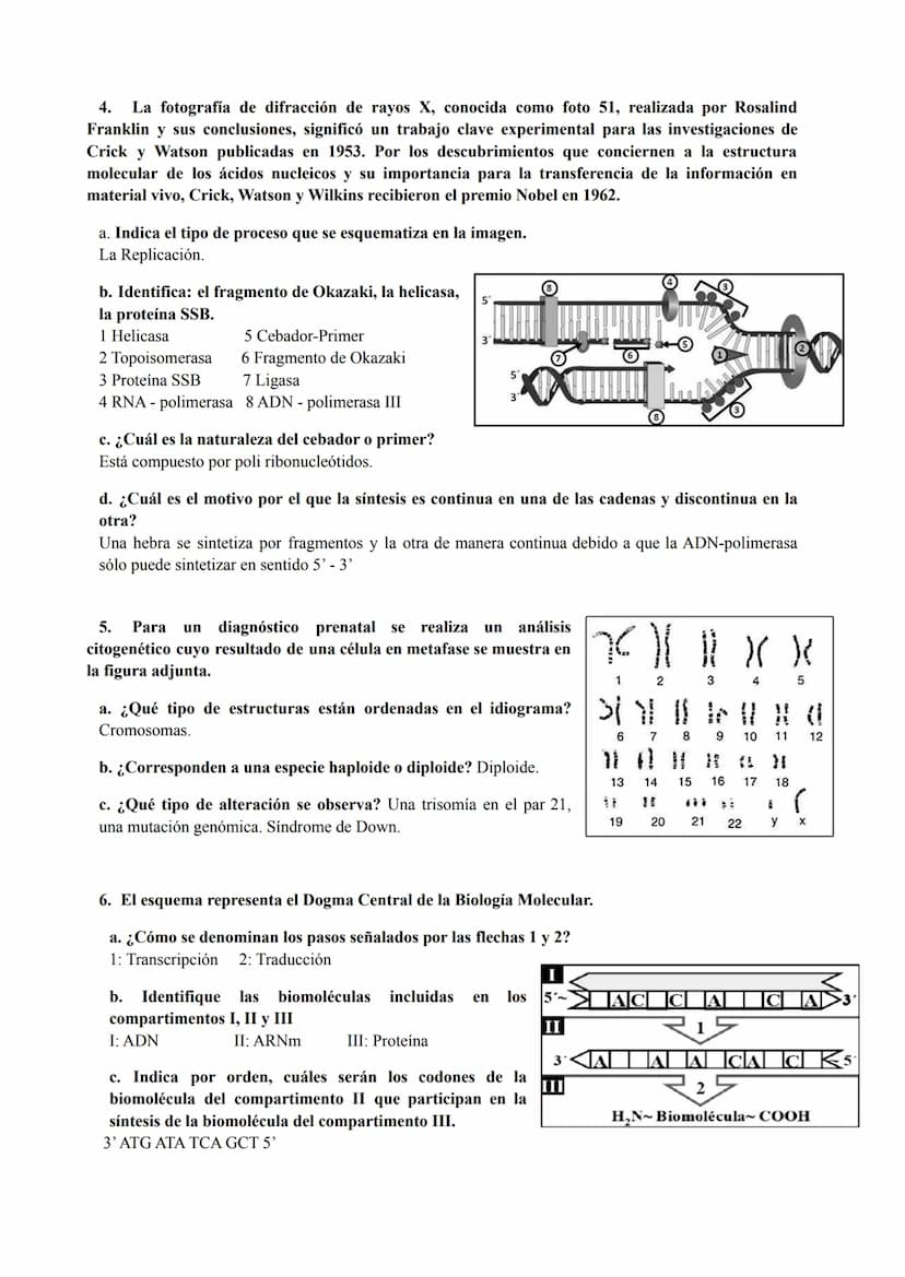 PREGUNTAS GENÉTICA MOLECULAR
1. Los procesos patológicos humanos, que dependen de la expresión de los genes, a menudo
muestran fallos celula