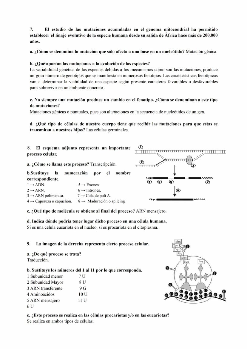 PREGUNTAS GENÉTICA MOLECULAR
1. Los procesos patológicos humanos, que dependen de la expresión de los genes, a menudo
muestran fallos celula