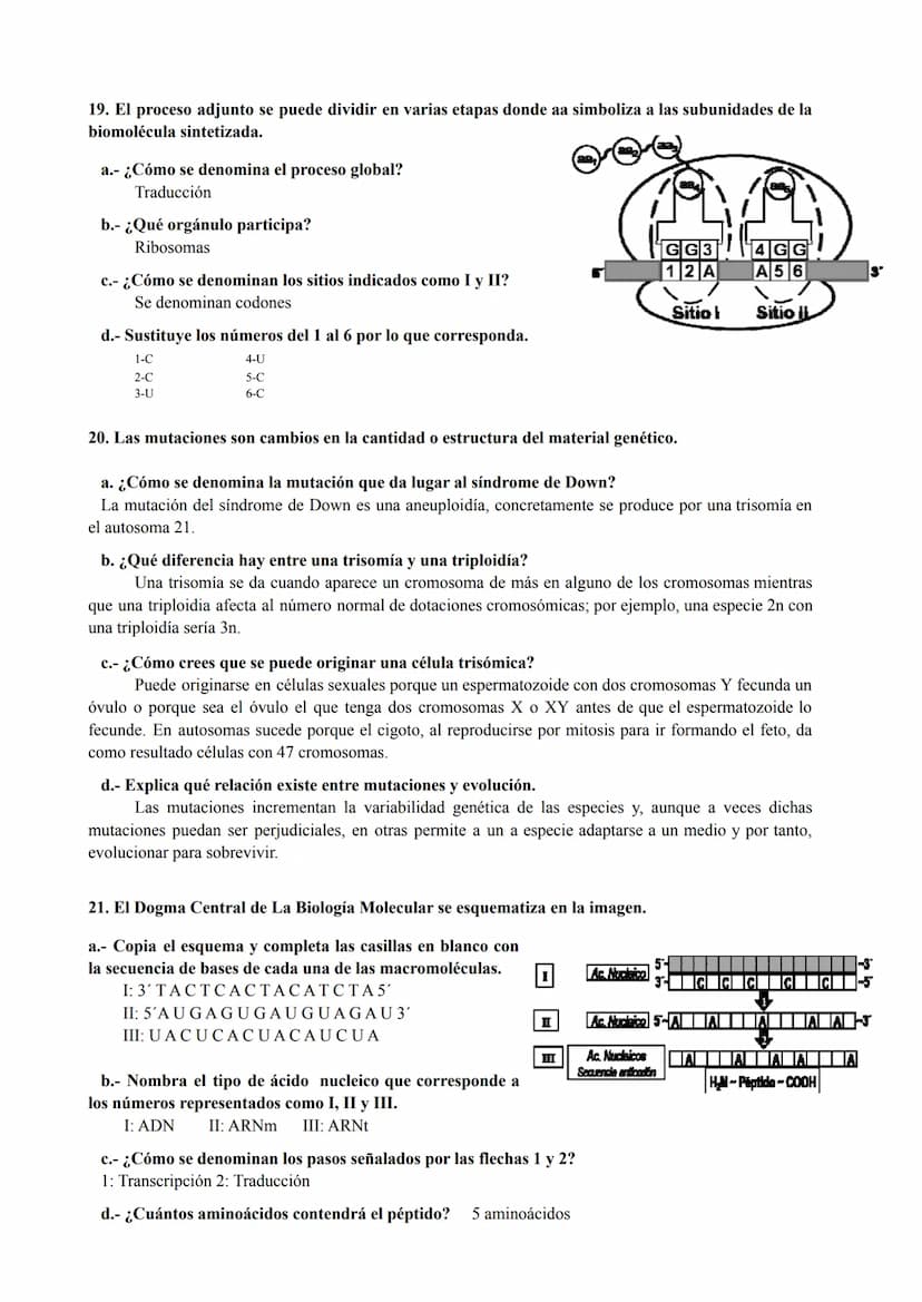 PREGUNTAS GENÉTICA MOLECULAR
1. Los procesos patológicos humanos, que dependen de la expresión de los genes, a menudo
muestran fallos celula