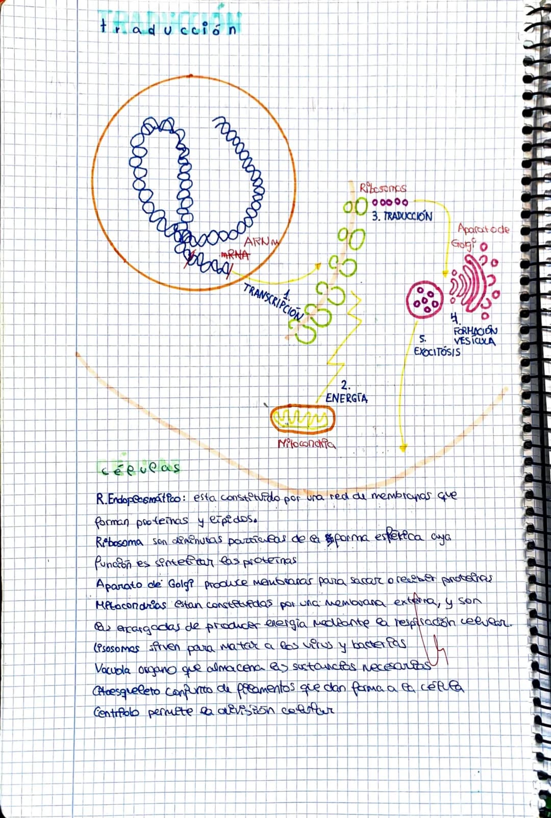 aducción
0000000000
bobody
ARNA
MARNA
TRANSCRIPCION
Ribosomas
(C)
Mitocondria
ܘܘܘܘ 0
2.
ENERGIA
3. TRADUCCIÓN
89880
Aparat ode
Golgi
4.
FORM