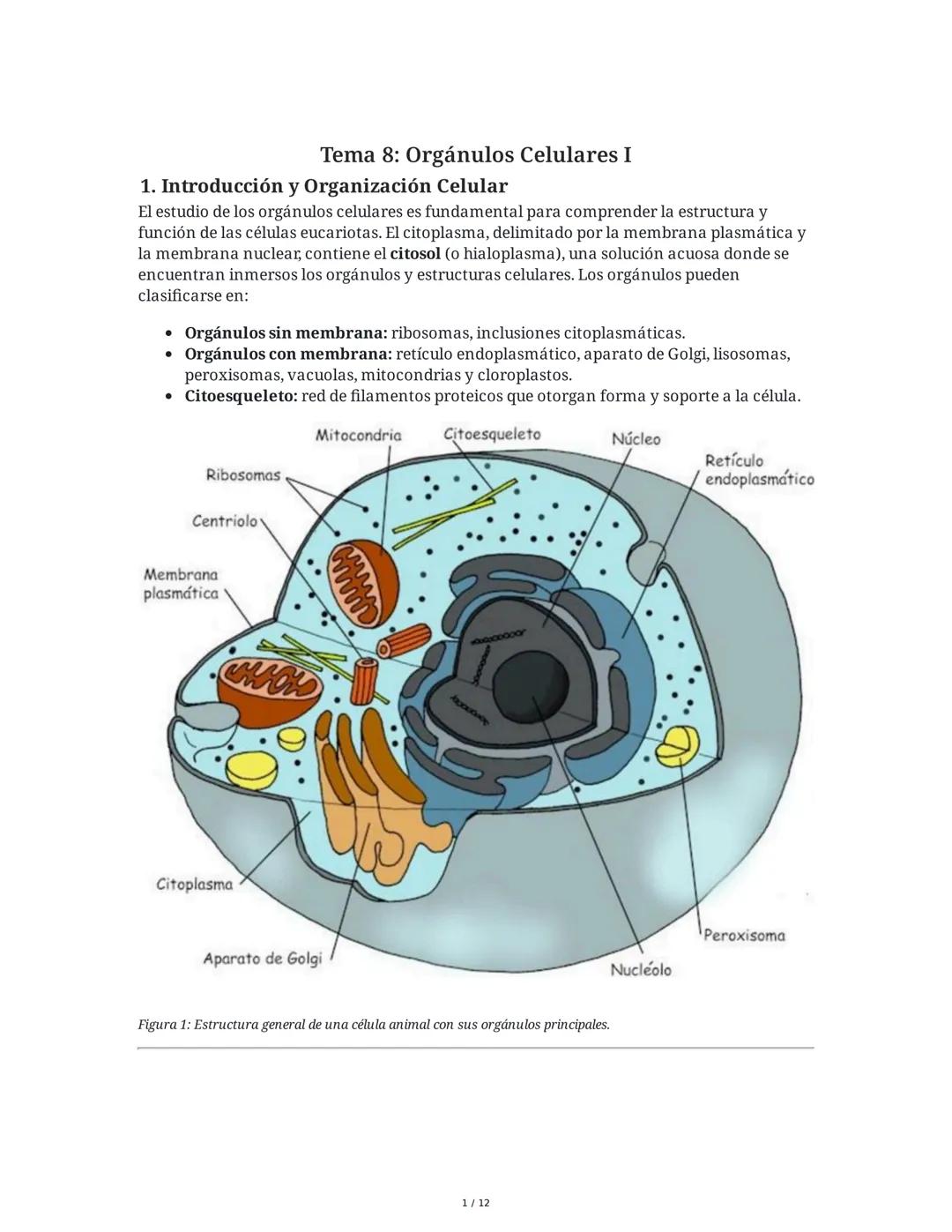Orgánulos Celulares y Organización