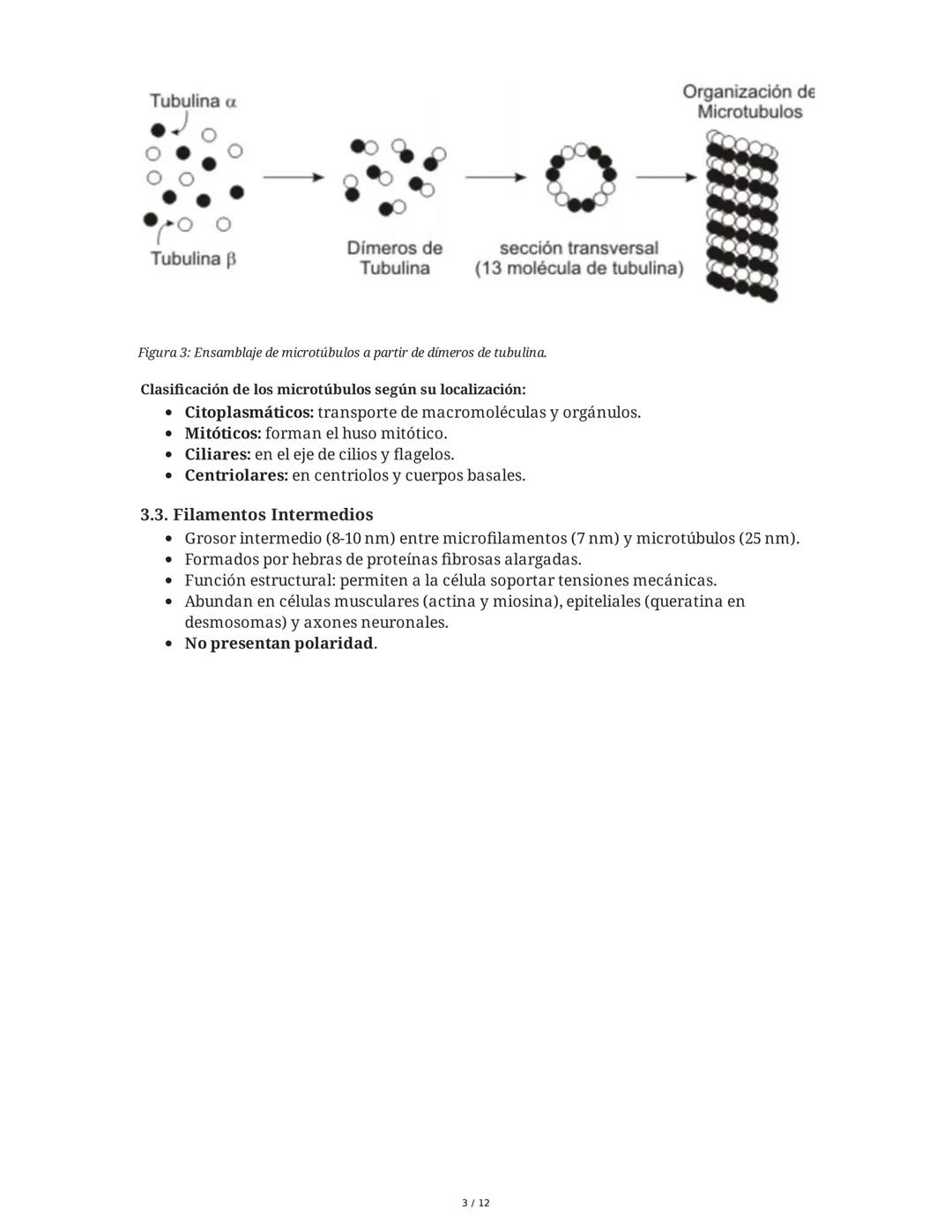 Tema 8: Orgánulos Celulares I
1. Introducción y Organización Celular
El estudio de los orgánulos celulares es fundamental para comprender la