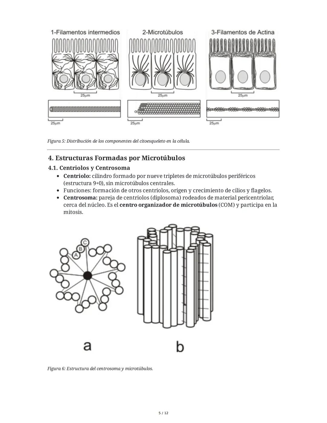 Tema 8: Orgánulos Celulares I
1. Introducción y Organización Celular
El estudio de los orgánulos celulares es fundamental para comprender la