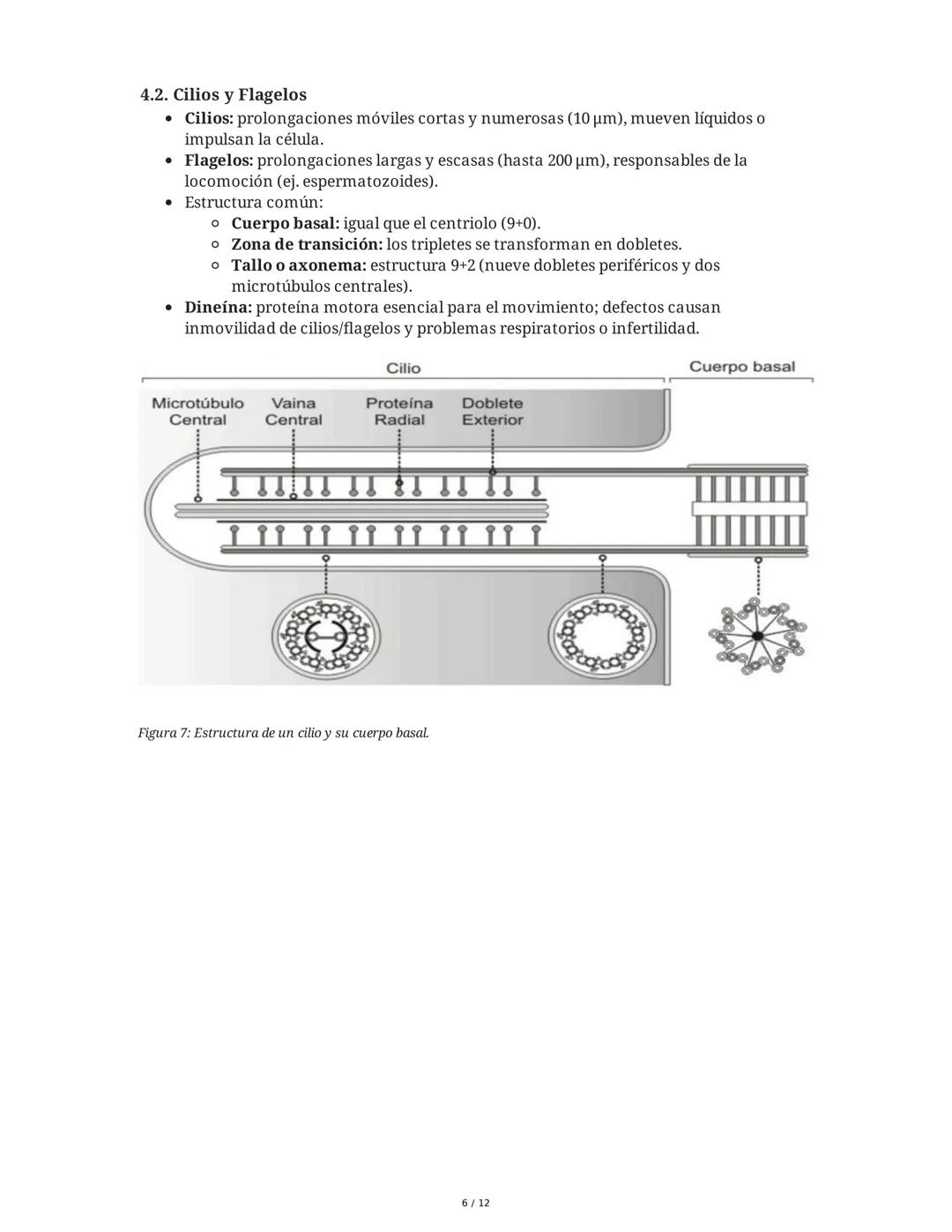 Tema 8: Orgánulos Celulares I
1. Introducción y Organización Celular
El estudio de los orgánulos celulares es fundamental para comprender la