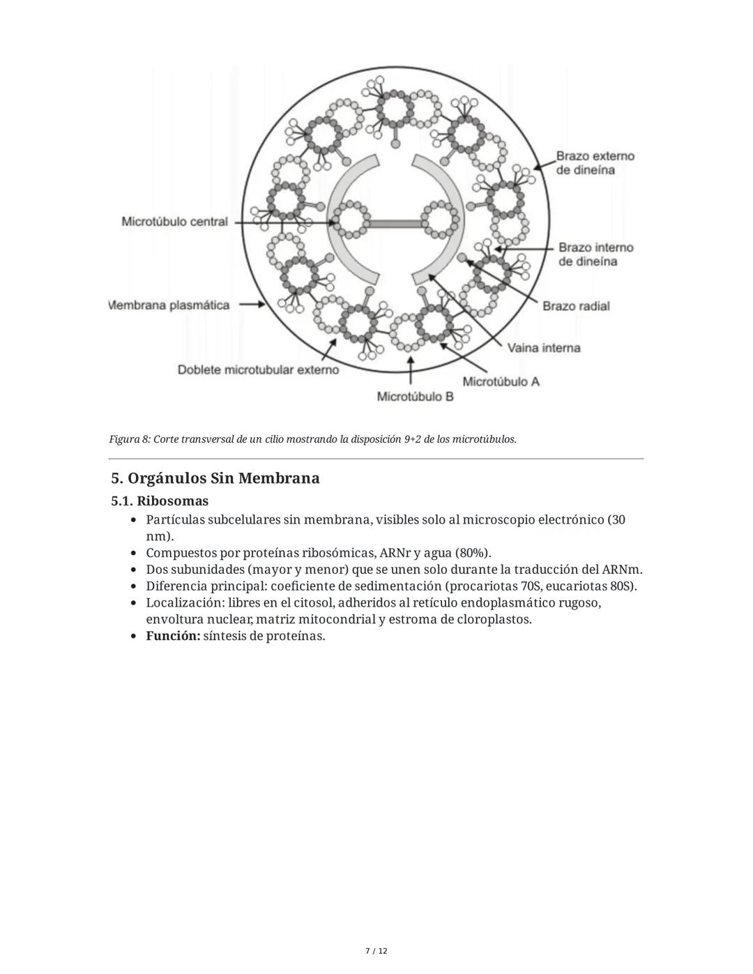 Tema 8: Orgánulos Celulares I
1. Introducción y Organización Celular
El estudio de los orgánulos celulares es fundamental para comprender la