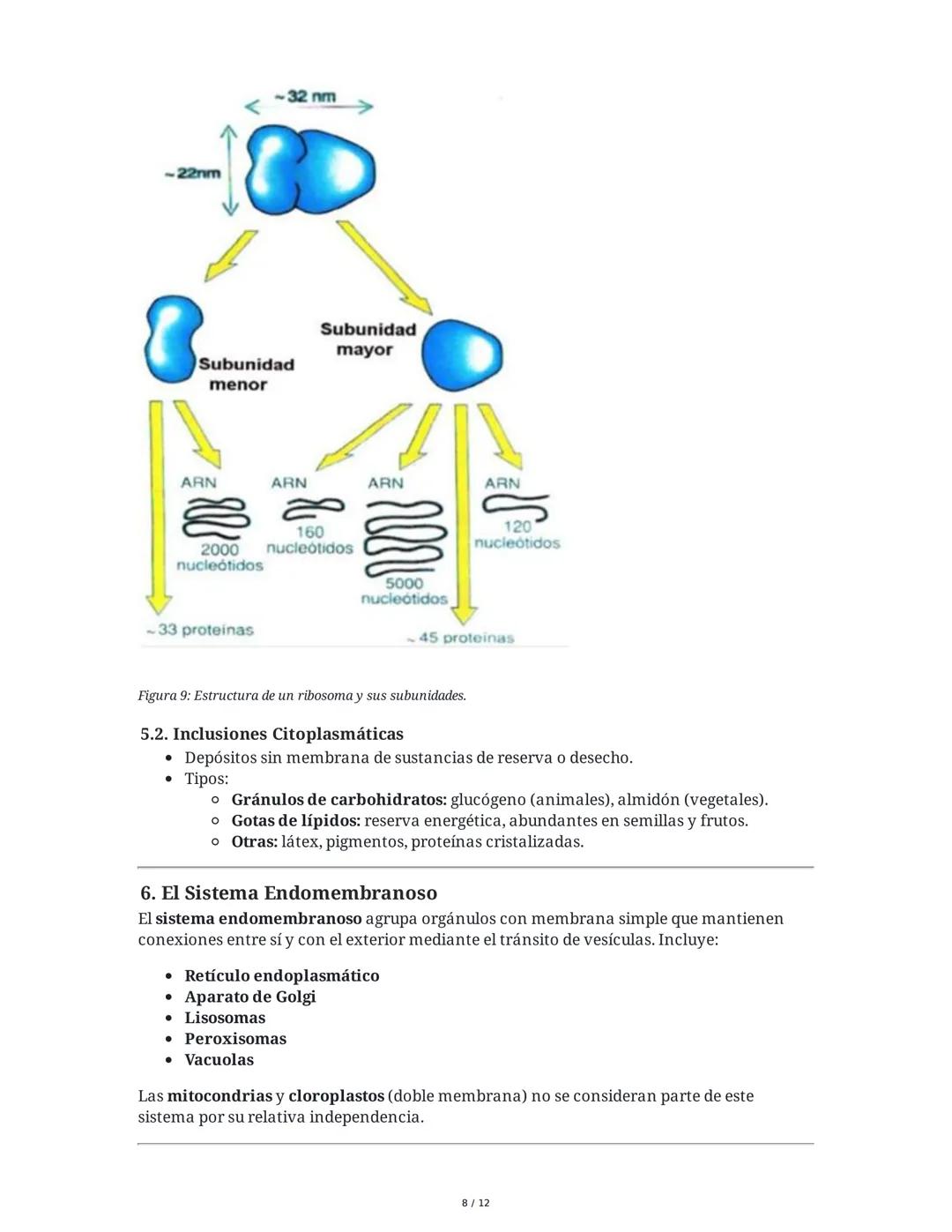 Tema 8: Orgánulos Celulares I
1. Introducción y Organización Celular
El estudio de los orgánulos celulares es fundamental para comprender la