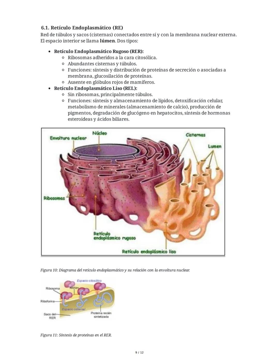 Tema 8: Orgánulos Celulares I
1. Introducción y Organización Celular
El estudio de los orgánulos celulares es fundamental para comprender la