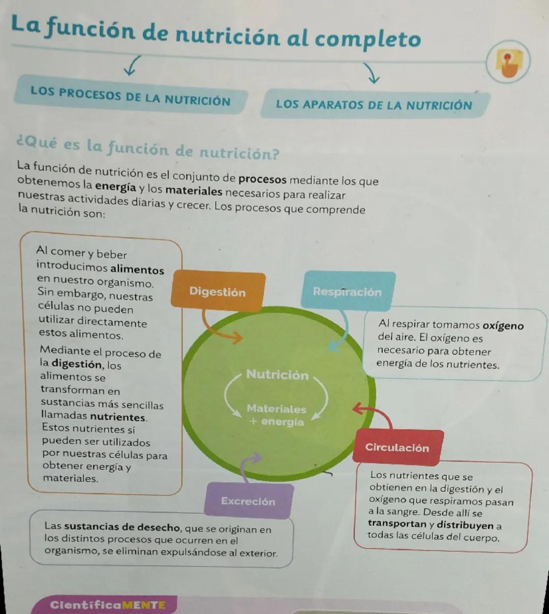 La función de nutrición al completo
LOS PROCESOS DE LA NUTRICIÓN
LOS APARATOS DE LA NUTRICIÓN
¿Qué es la función de nutrición?
La función de