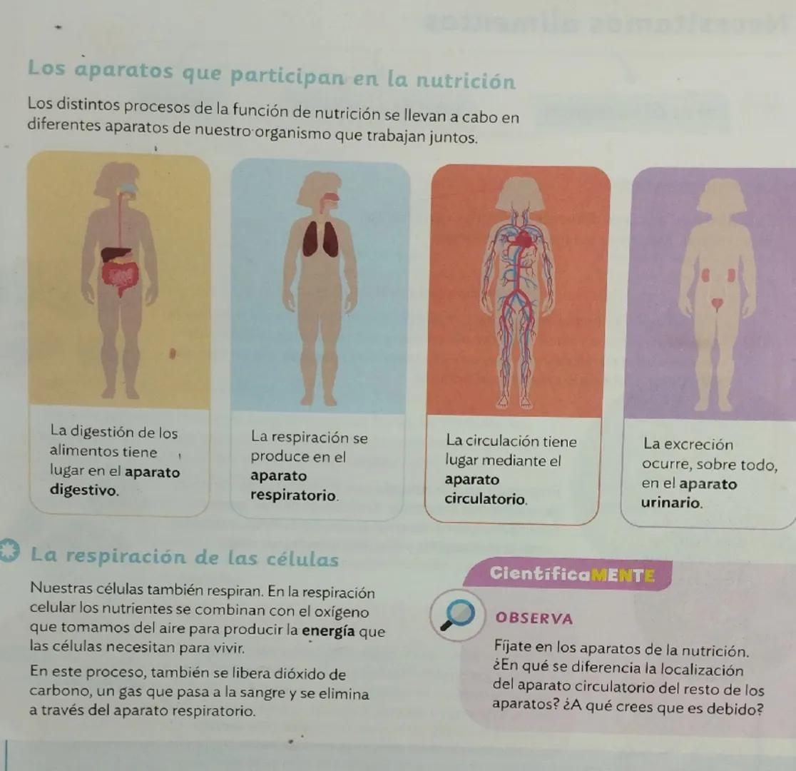 La función de nutrición al completo
LOS PROCESOS DE LA NUTRICIÓN
LOS APARATOS DE LA NUTRICIÓN
¿Qué es la función de nutrición?
La función de