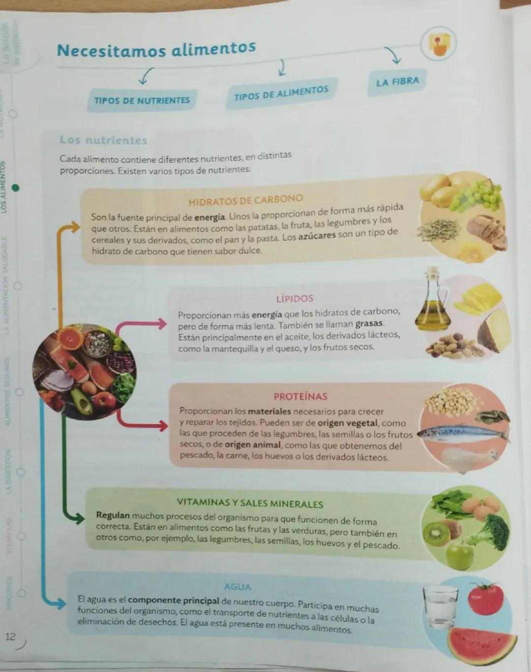 La función de nutrición al completo
LOS PROCESOS DE LA NUTRICIÓN
LOS APARATOS DE LA NUTRICIÓN
¿Qué es la función de nutrición?
La función de