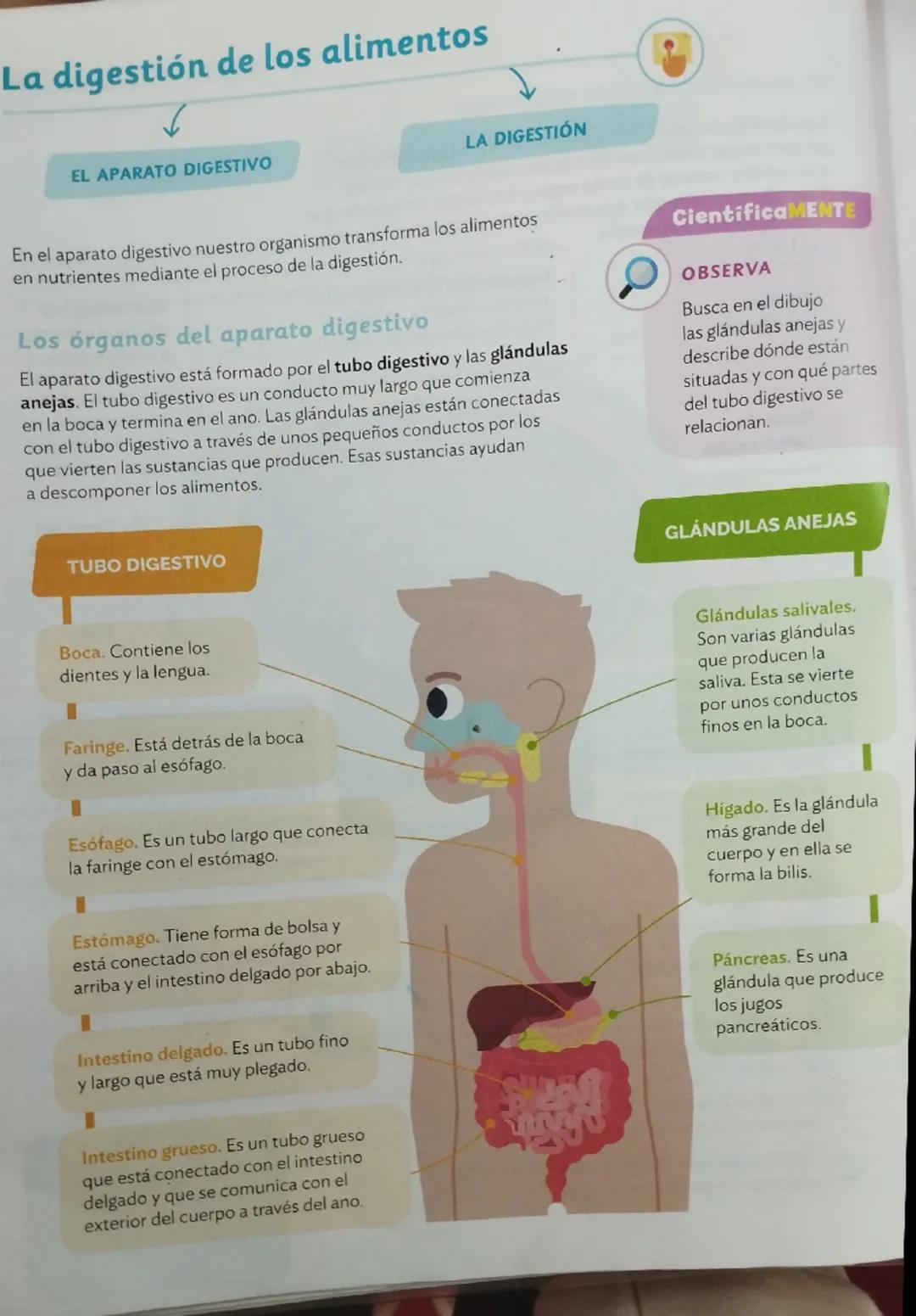 La función de nutrición al completo
LOS PROCESOS DE LA NUTRICIÓN
LOS APARATOS DE LA NUTRICIÓN
¿Qué es la función de nutrición?
La función de